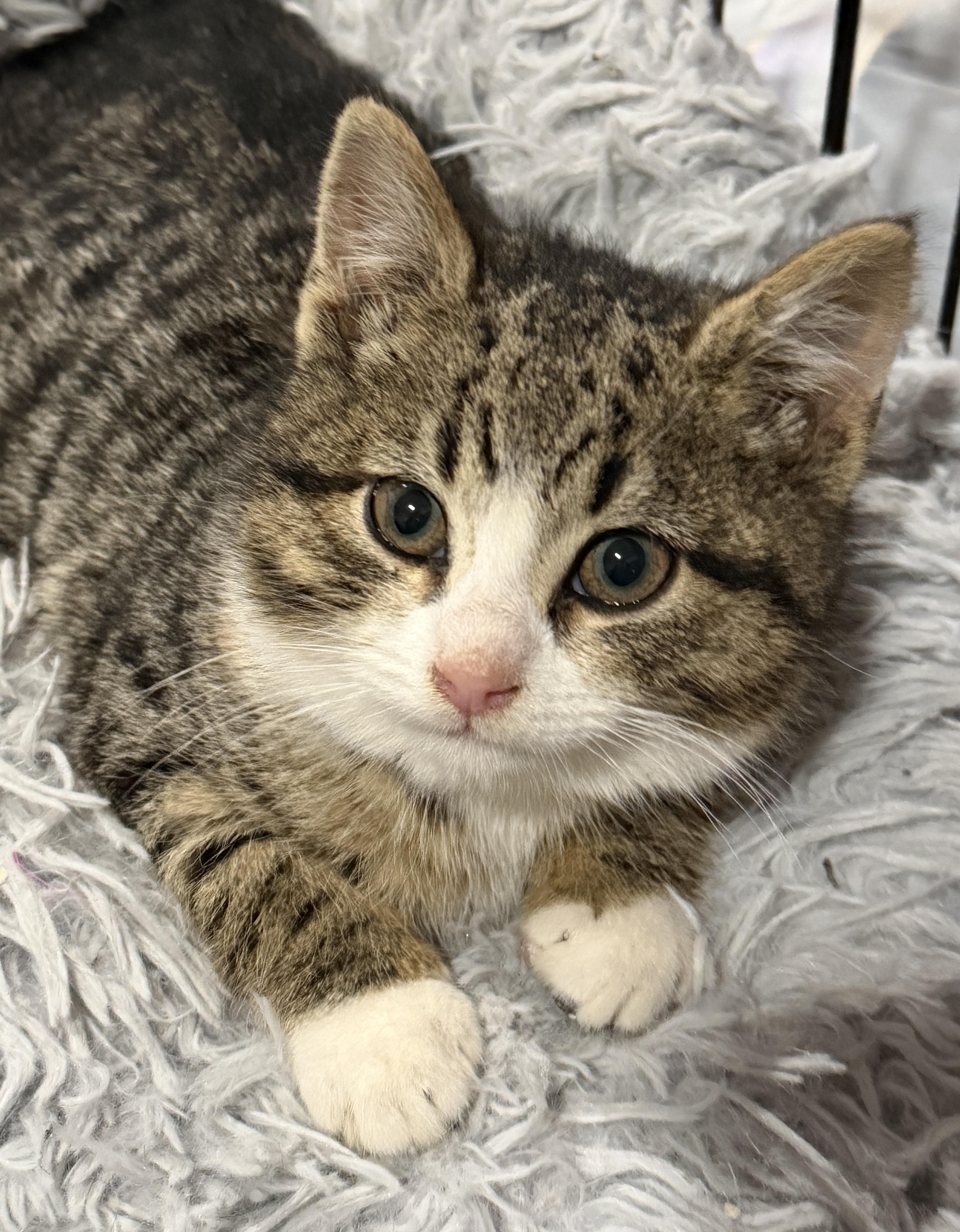 Enlarge Bridget, an adopted mixed breed in East Hanover, NJ image 1/1