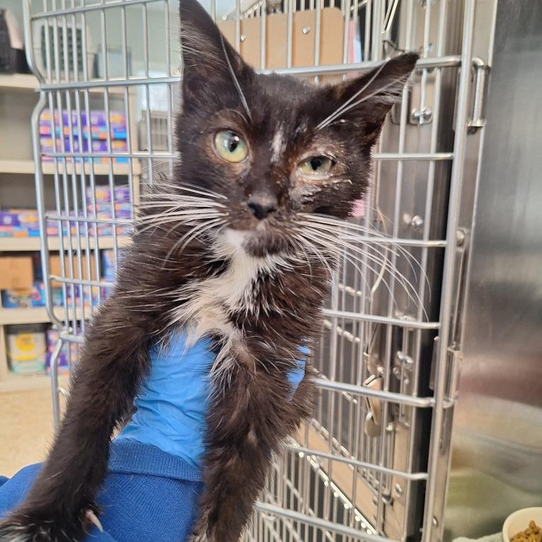 Nike, Adoptable, Kitten Male Domestic Medium Hair.