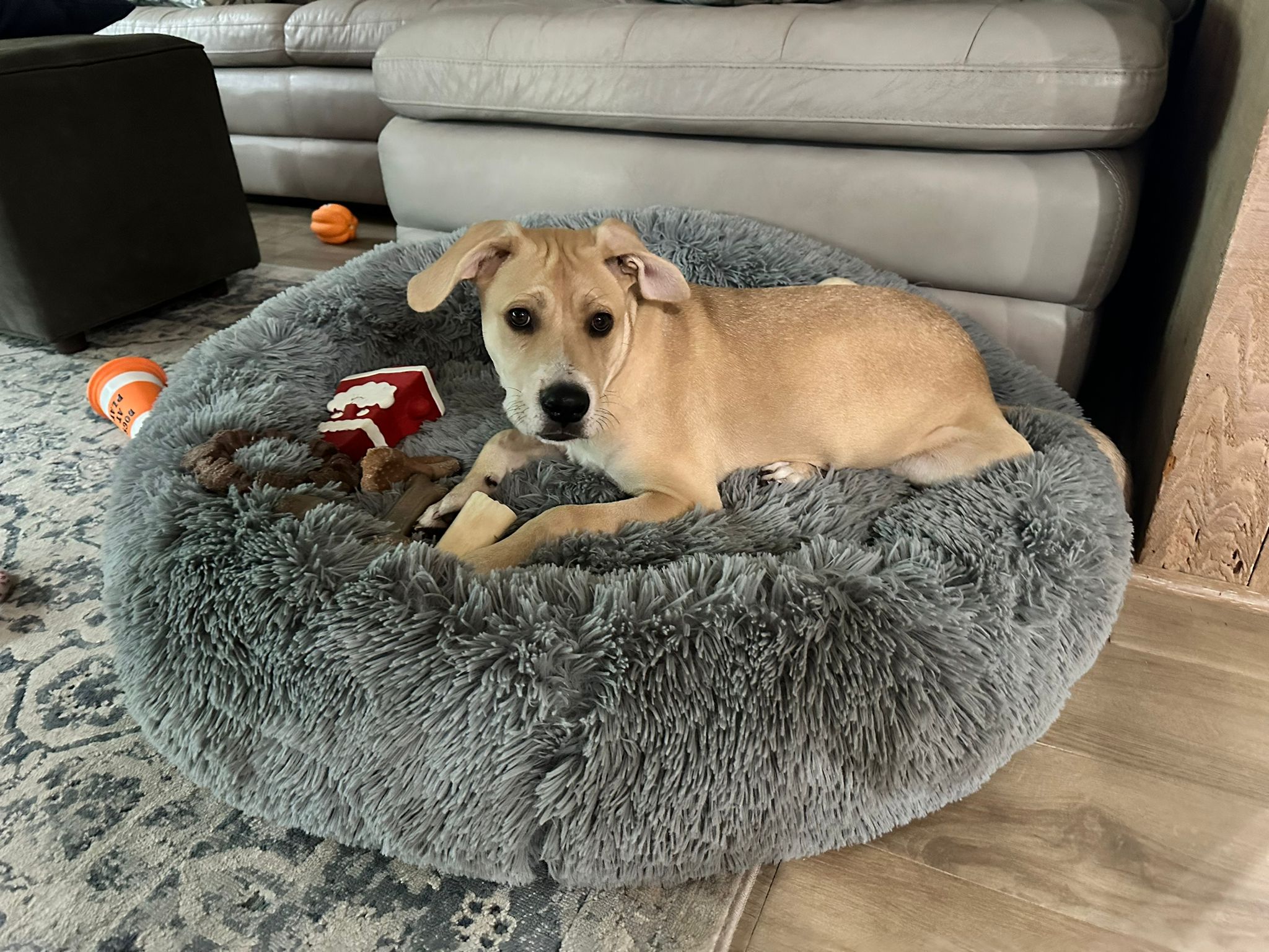 Dog for adoption Rando, a Labrador Retriever Mix in Lauderhill, FL Petfinder