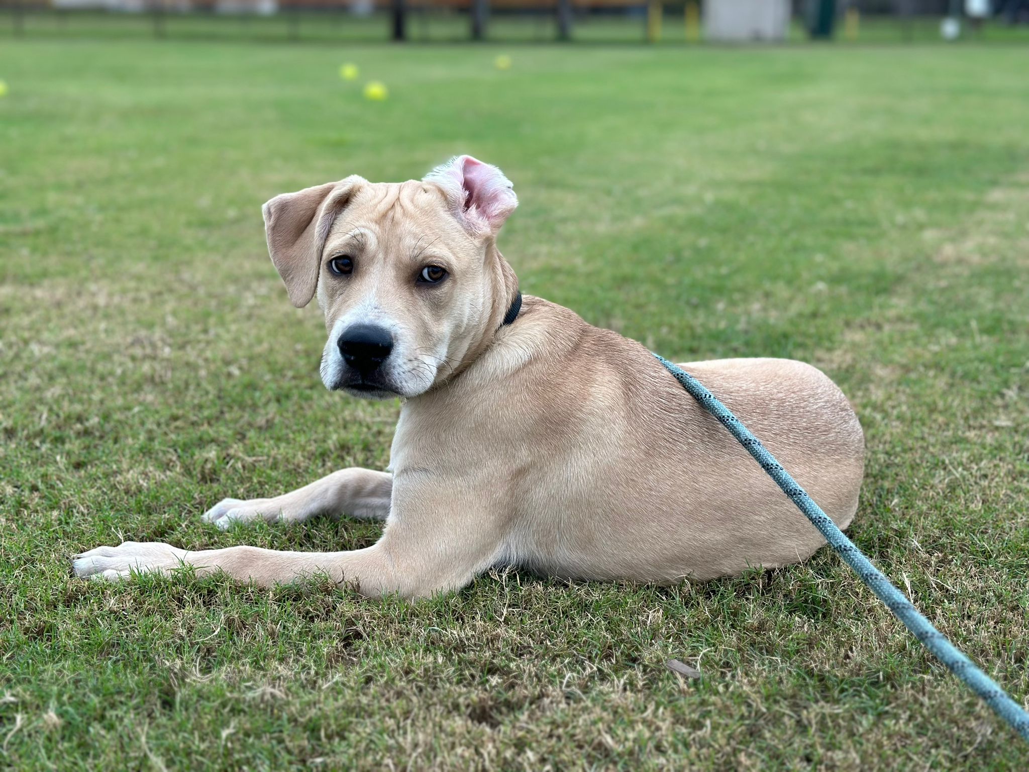 Dog for adoption Rando, a Labrador Retriever Mix in Lauderhill, FL Petfinder