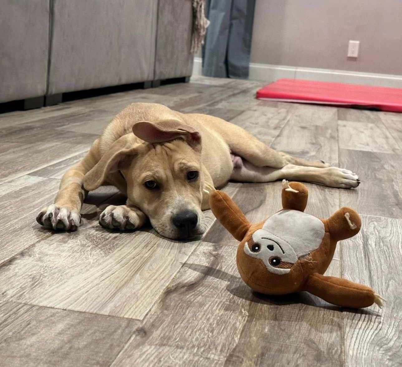 Dog for adoption Rando, a Labrador Retriever Mix in Lauderhill, FL Petfinder