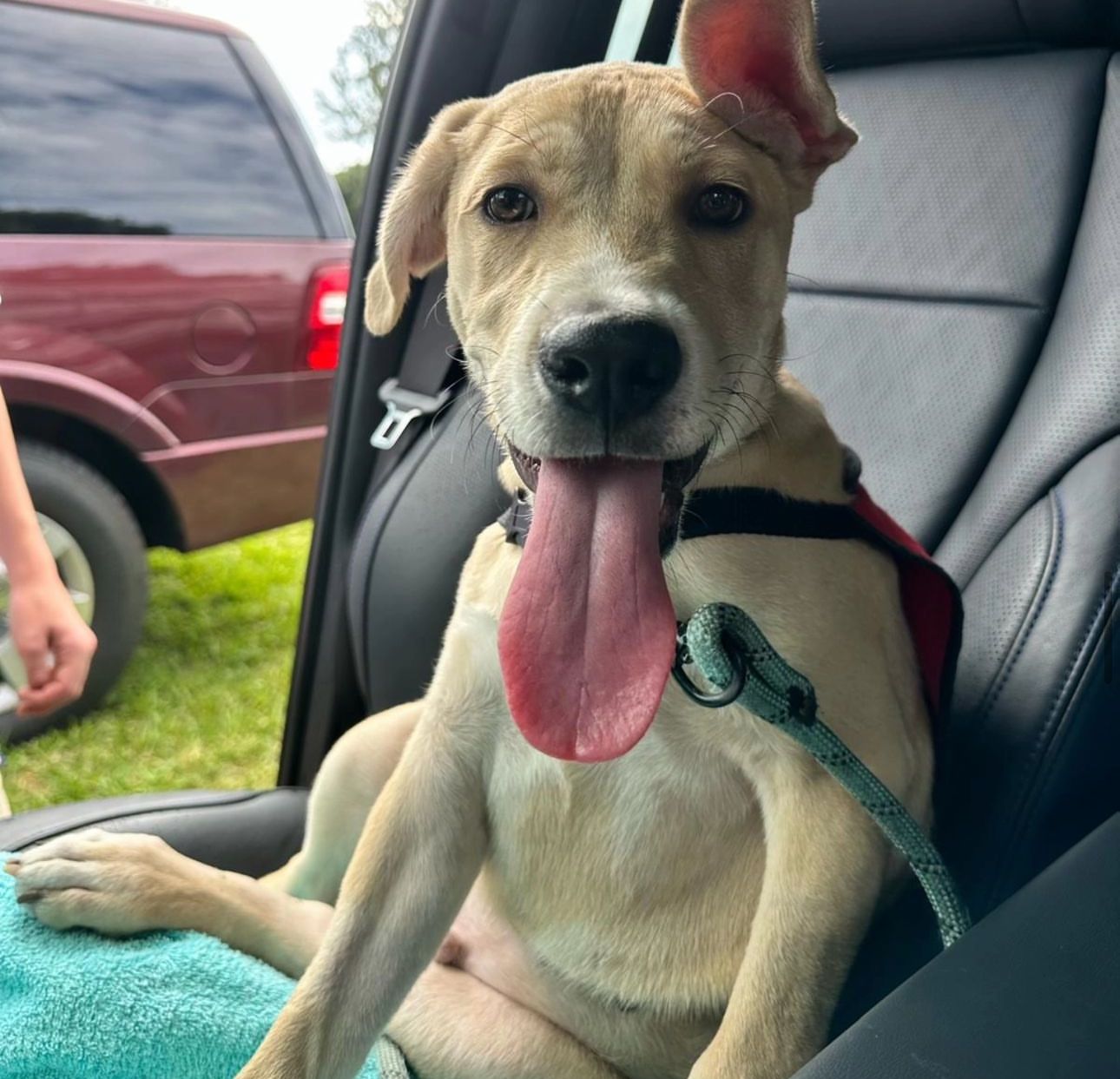 Dog for adoption Rando, a Labrador Retriever Mix in Lauderhill, FL Petfinder