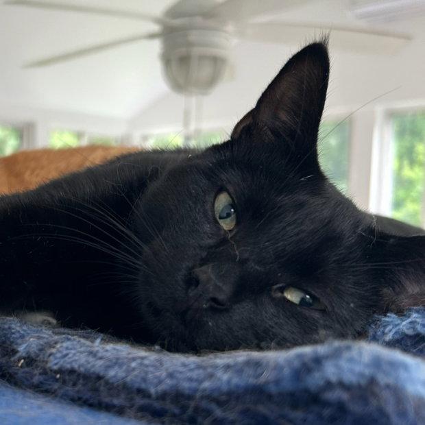 Macchi, a Adoptable Domestic Short Hair in Fishkill, NY image 2/3