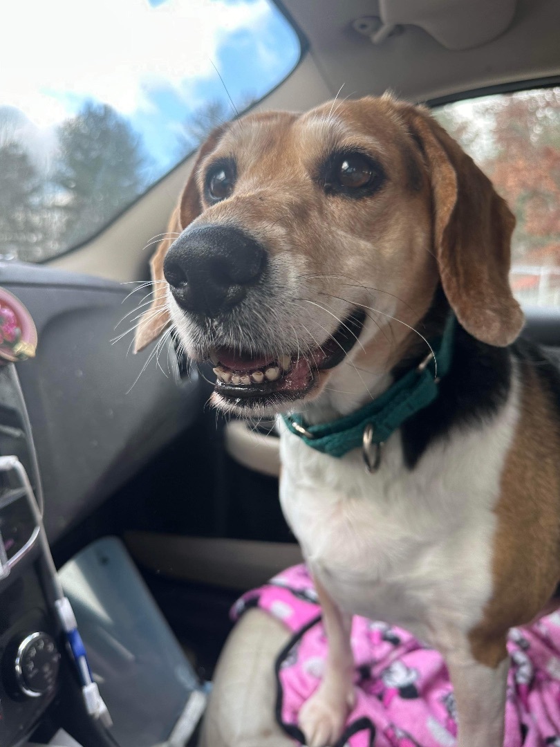 Pumpkin! Sweet happy girl!