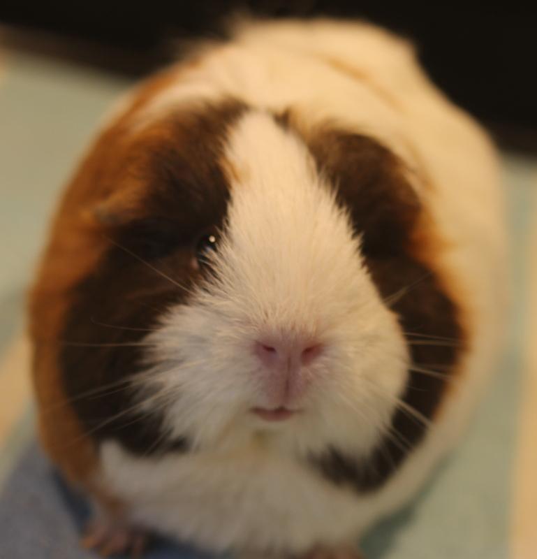 Enlarge Sage and Mango, a Adoptable Guinea Pig in Budd Lake, NJ image 4/6
