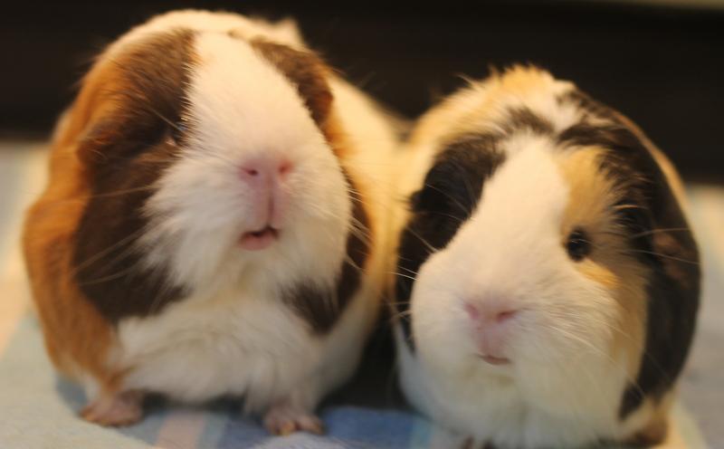 Enlarge Sage and Mango, a Adoptable Guinea Pig in Budd Lake, NJ image 6/6