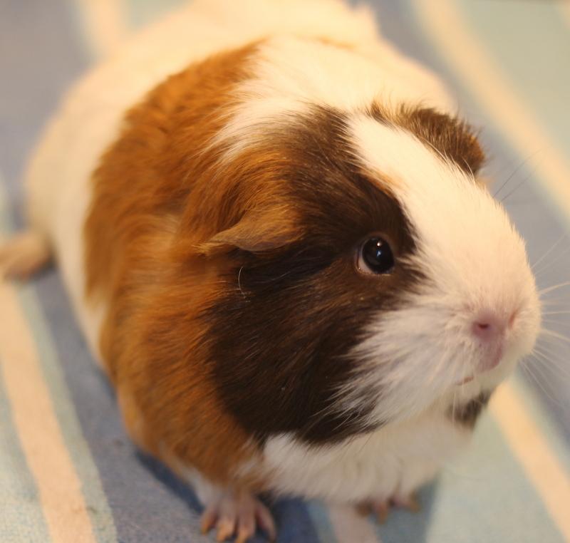 Enlarge Sage and Mango, a Adoptable Guinea Pig in Budd Lake, NJ image 5/6