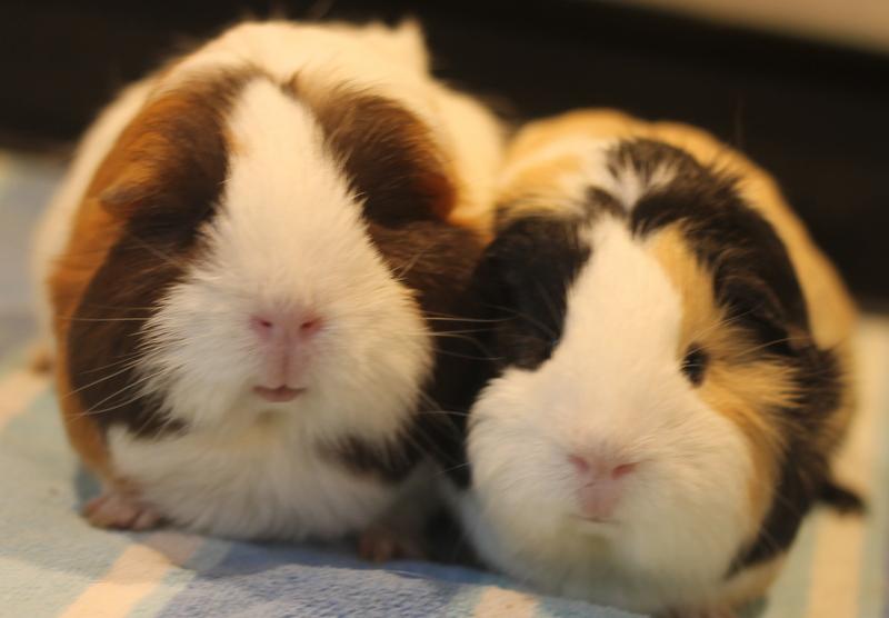 Enlarge Sage and Mango, a Adoptable Guinea Pig in Budd Lake, NJ image 1/6