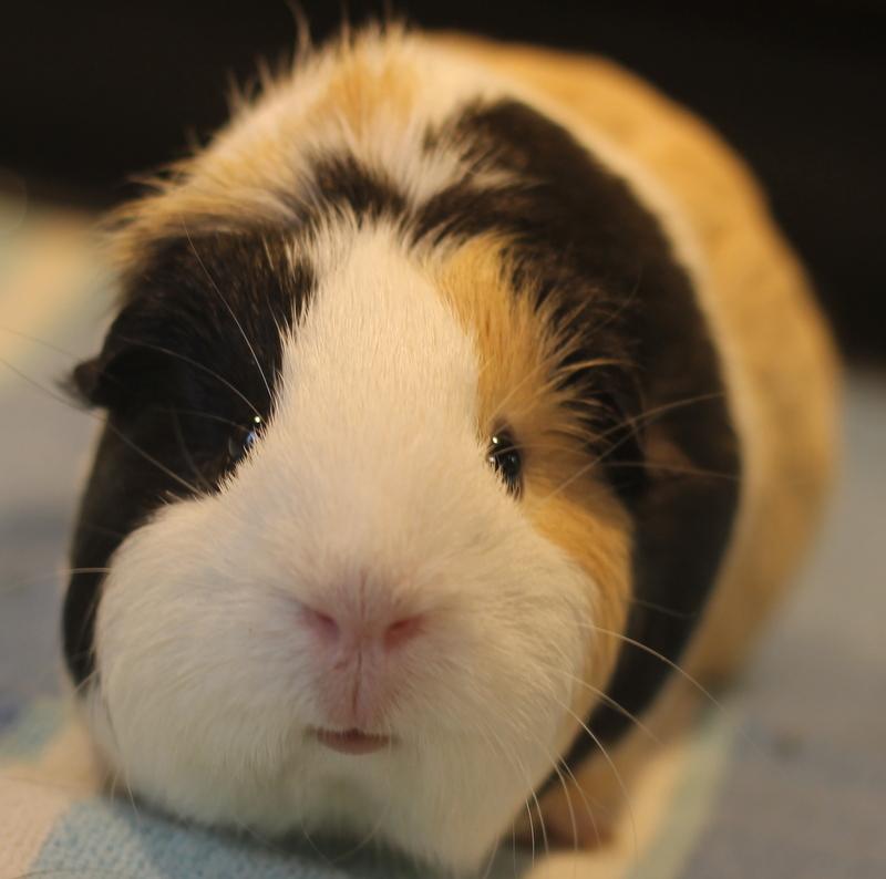 Enlarge Sage and Mango, a Adoptable Guinea Pig in Budd Lake, NJ image 2/6