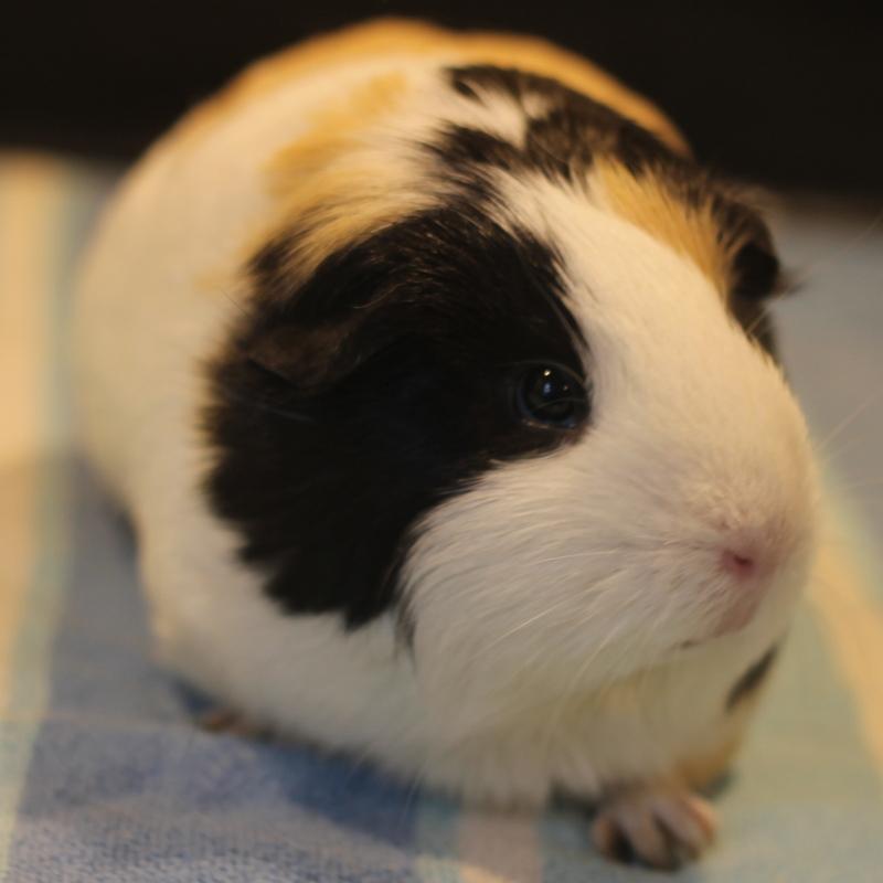 Enlarge Sage and Mango, a Adoptable Guinea Pig in Budd Lake, NJ image 3/6