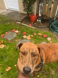 Charles Darwin the intelligent scientist!, Adoptable, Young Male Dutch Shepherd & Chocolate Labrador Retriever.