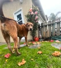 Charles Darwin the intelligent scientist!, a Adoptable mixed breed in Manhattan Beach, CA image 3/10