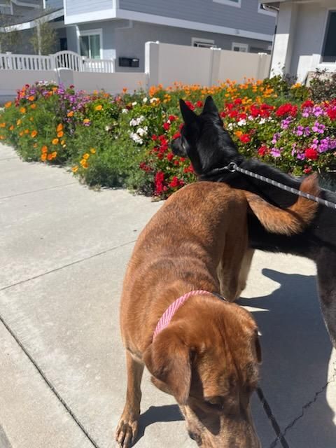 Charles Darwin the intelligent scientist!, a Adoptable mixed breed in Manhattan Beach, CA image 4/10