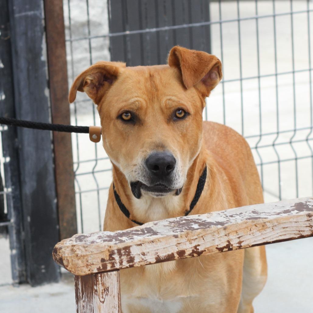 Hero, a Adoptable Pit Bull Terrier in Long Beach, CA image 2/4