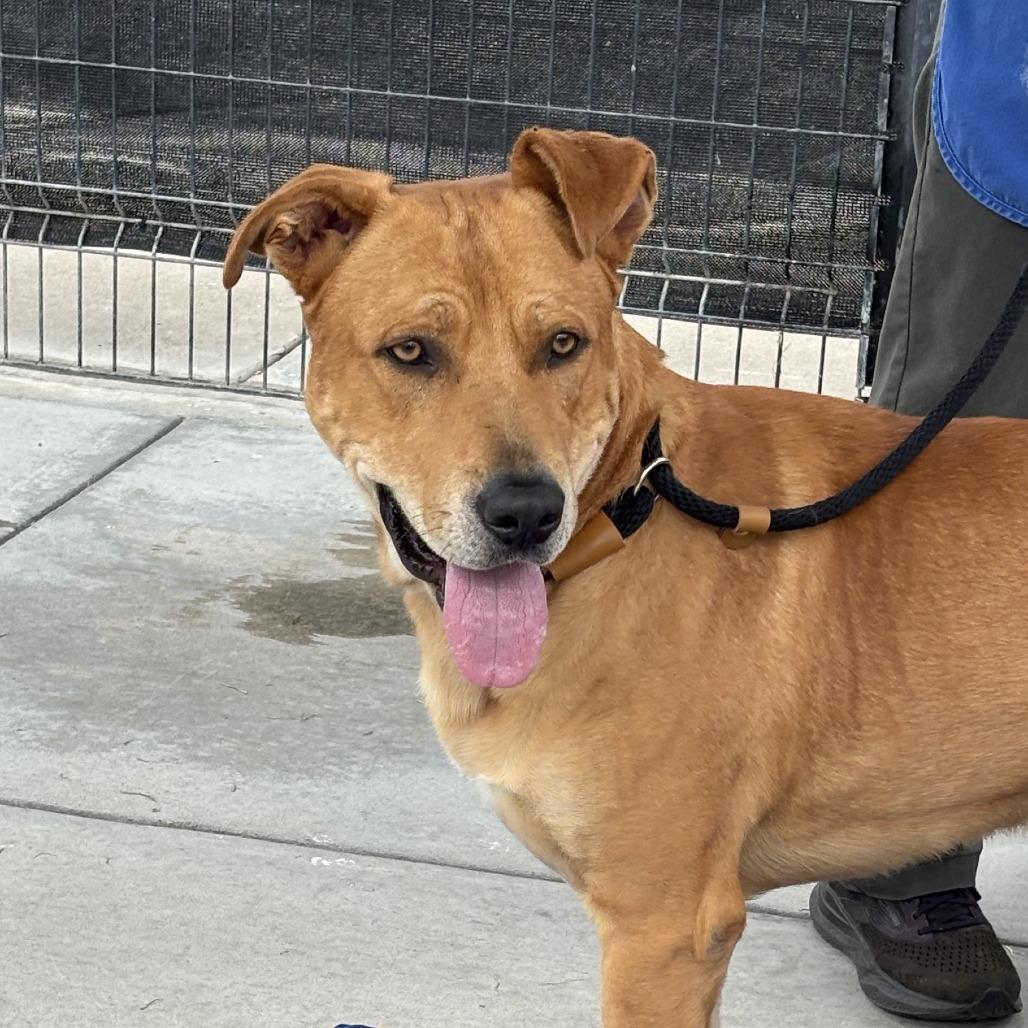 Hero, a Adoptable Pit Bull Terrier in Long Beach, CA image 3/4