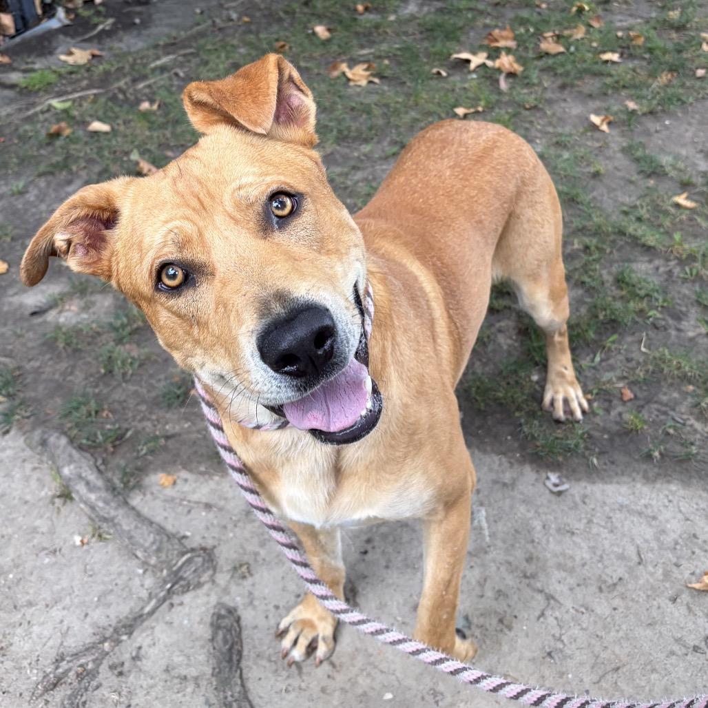 Hero, a Adoptable Labrador Retriever in Long Beach, CA image 4/6