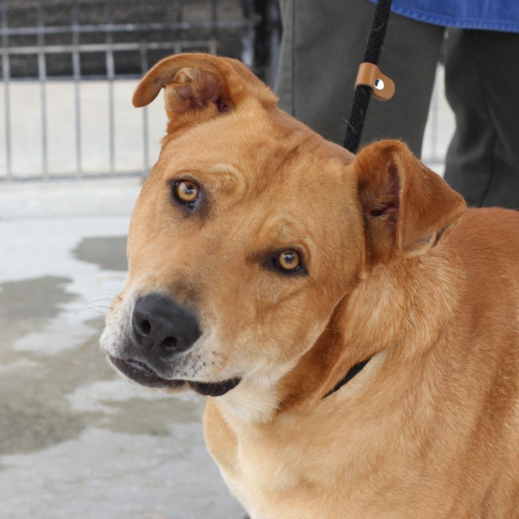Hero, a Adoptable Pit Bull Terrier in Long Beach, CA image 4/4