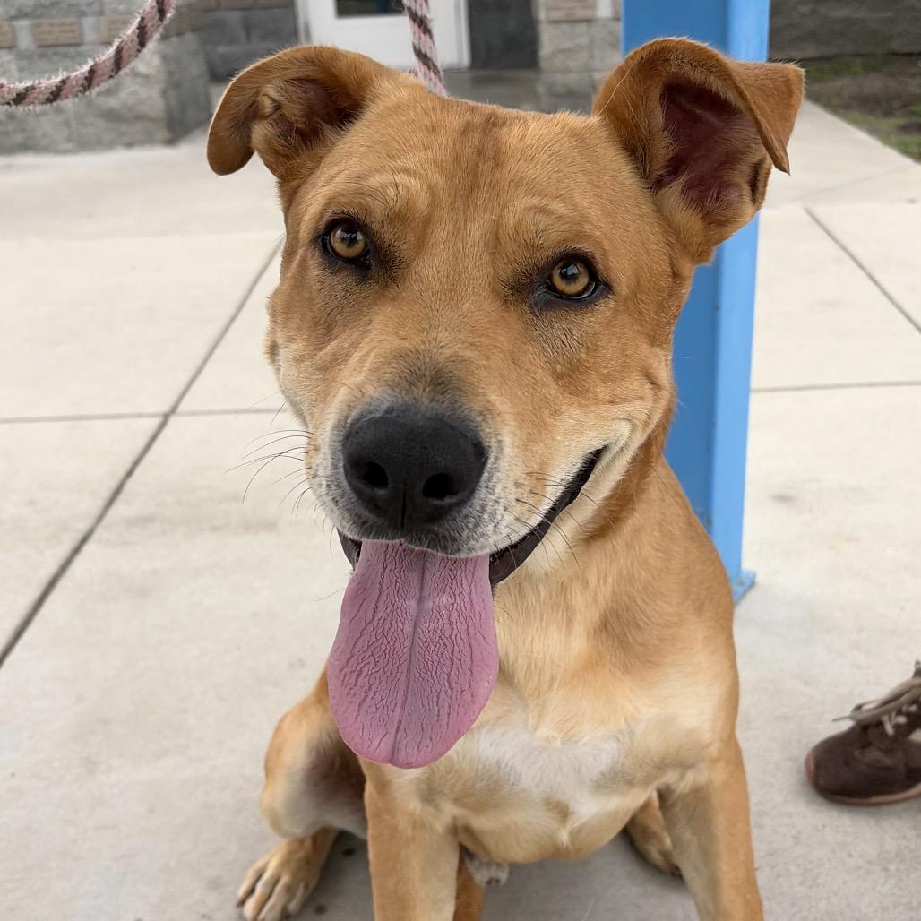 Hero, a Adoptable Labrador Retriever in Long Beach, CA image 6/6