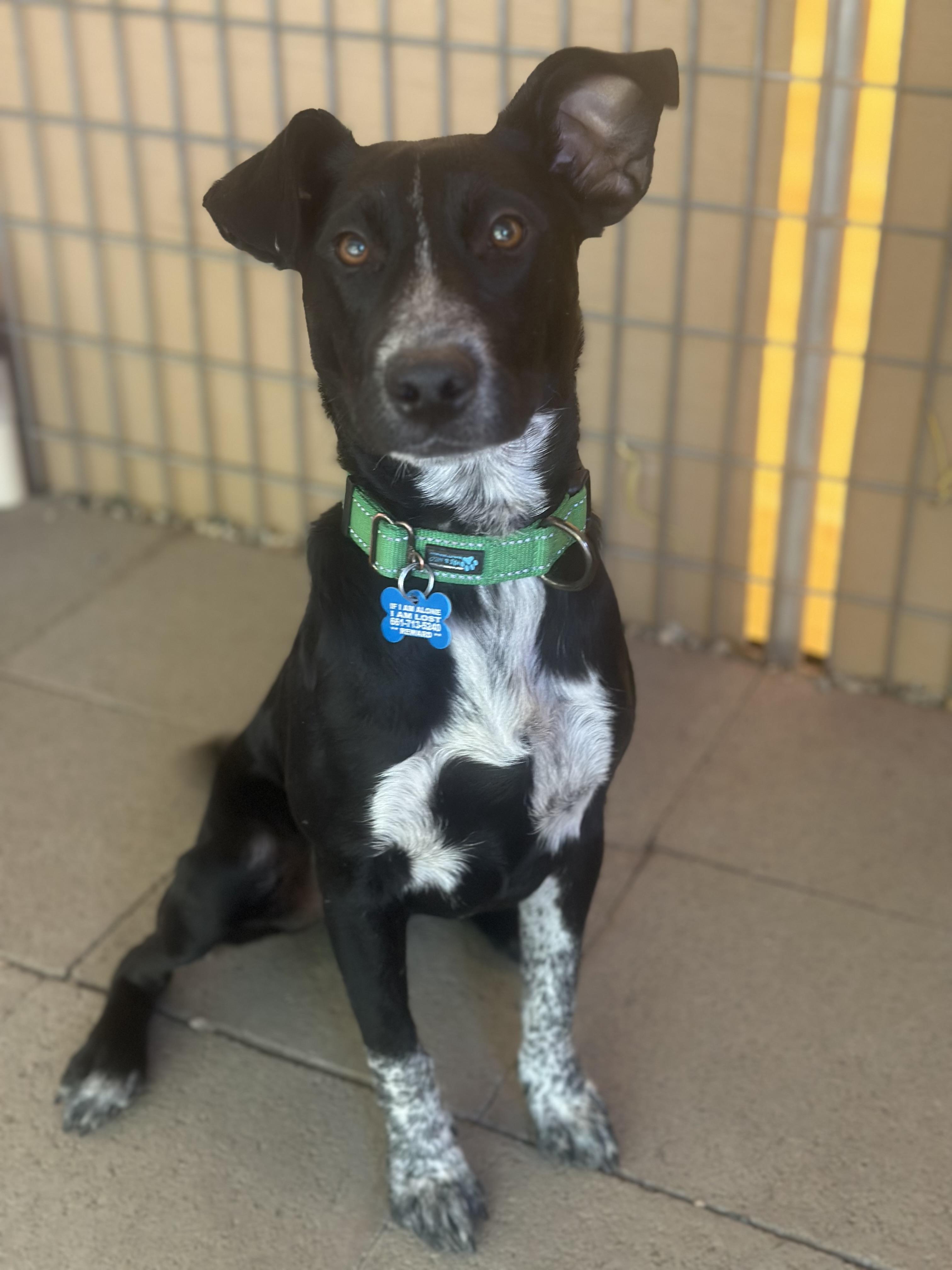 Ace, Adopted, Young Male Australian Cattle Dog / Blue Heeler & Rat Terrier.