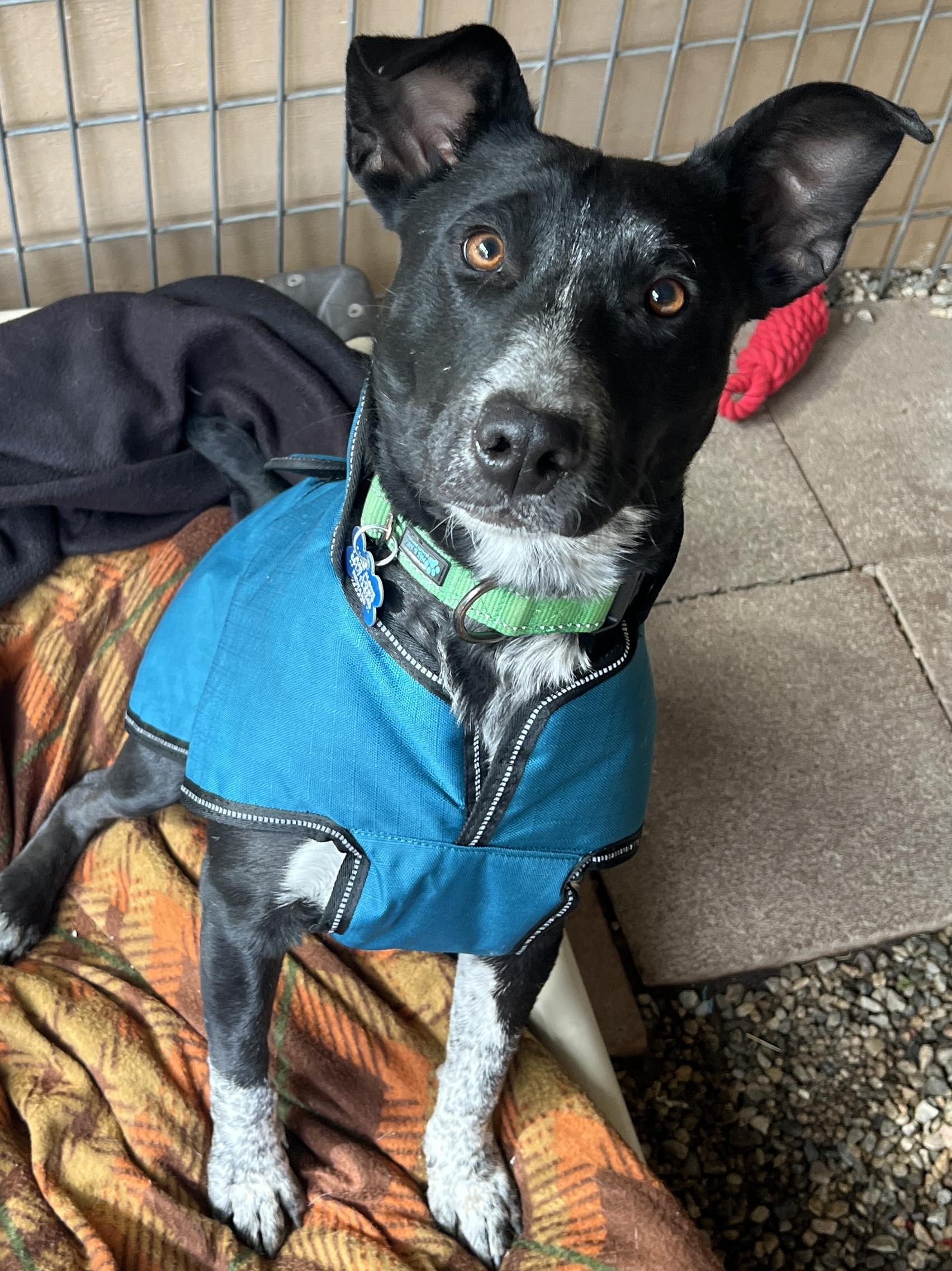 Ace, a Adopted mixed breed in Agua Dulce, CA image 2/4