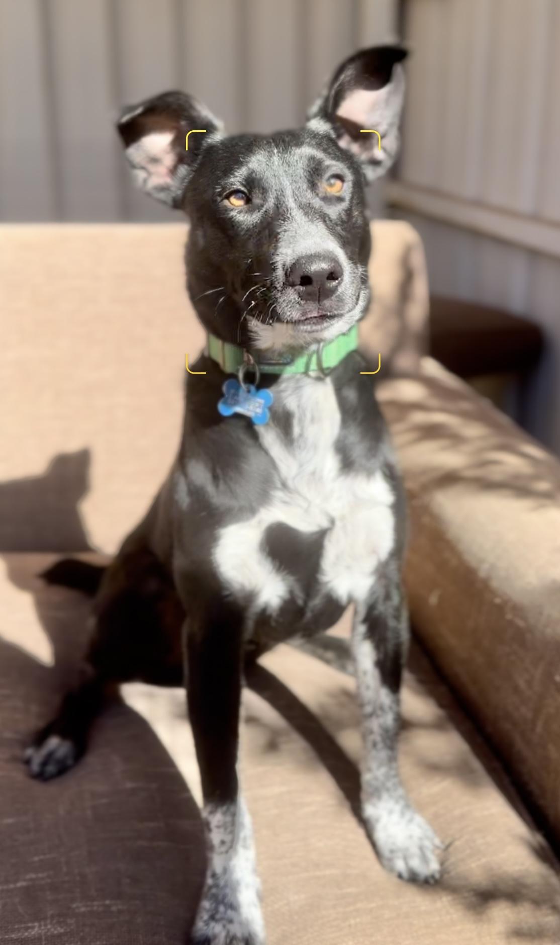 Ace, a Adopted mixed breed in Agua Dulce, CA image 3/4