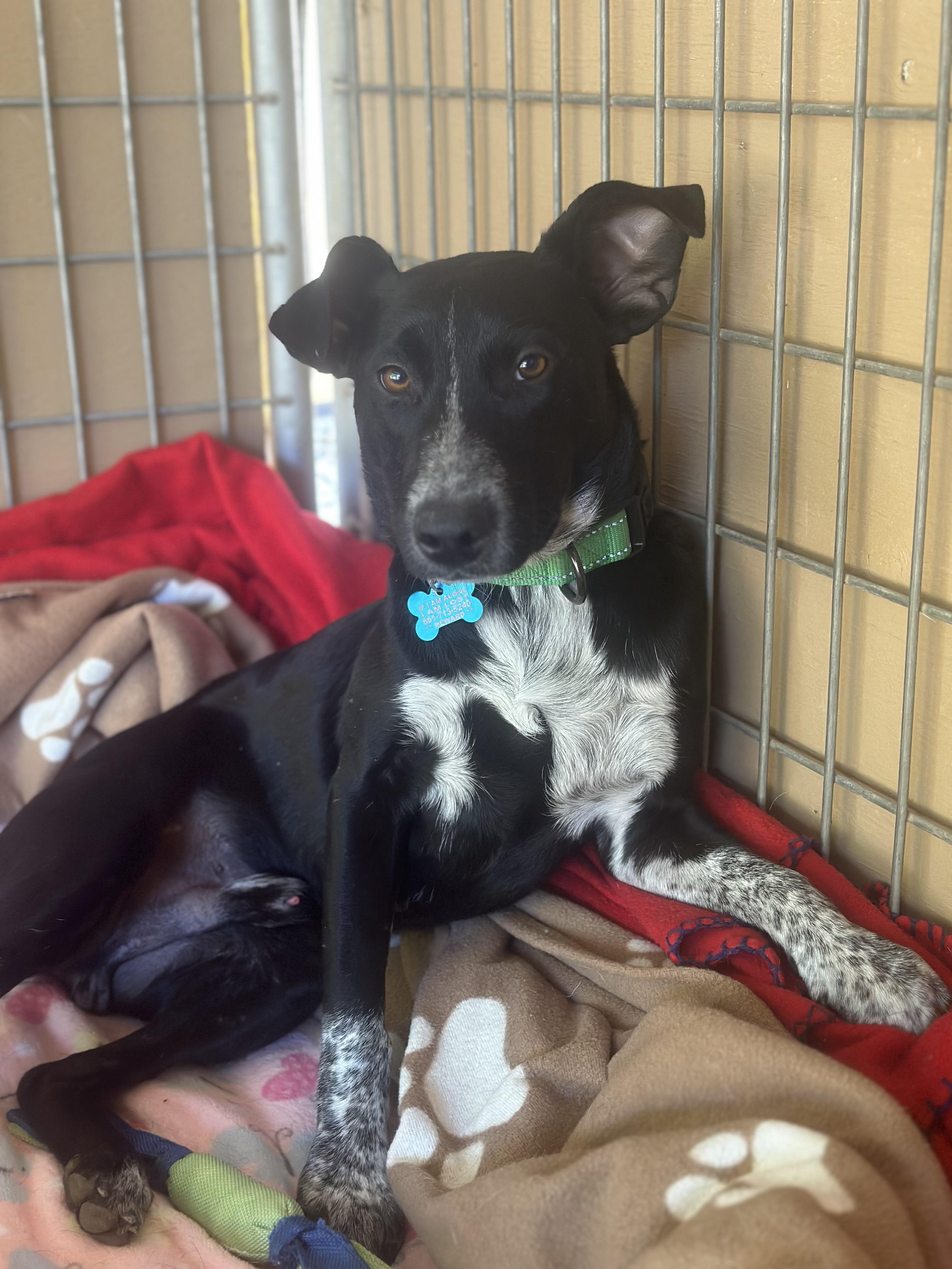 Ace, a Adopted mixed breed in Agua Dulce, CA image 4/4