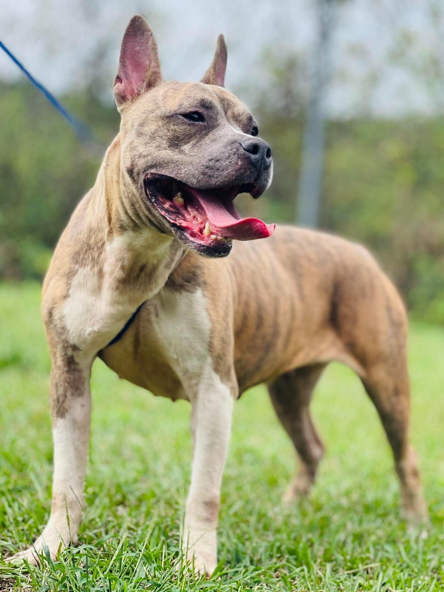 AC-5149 "Pearl", Adoptable, Adult Female Pit Bull Terrier.