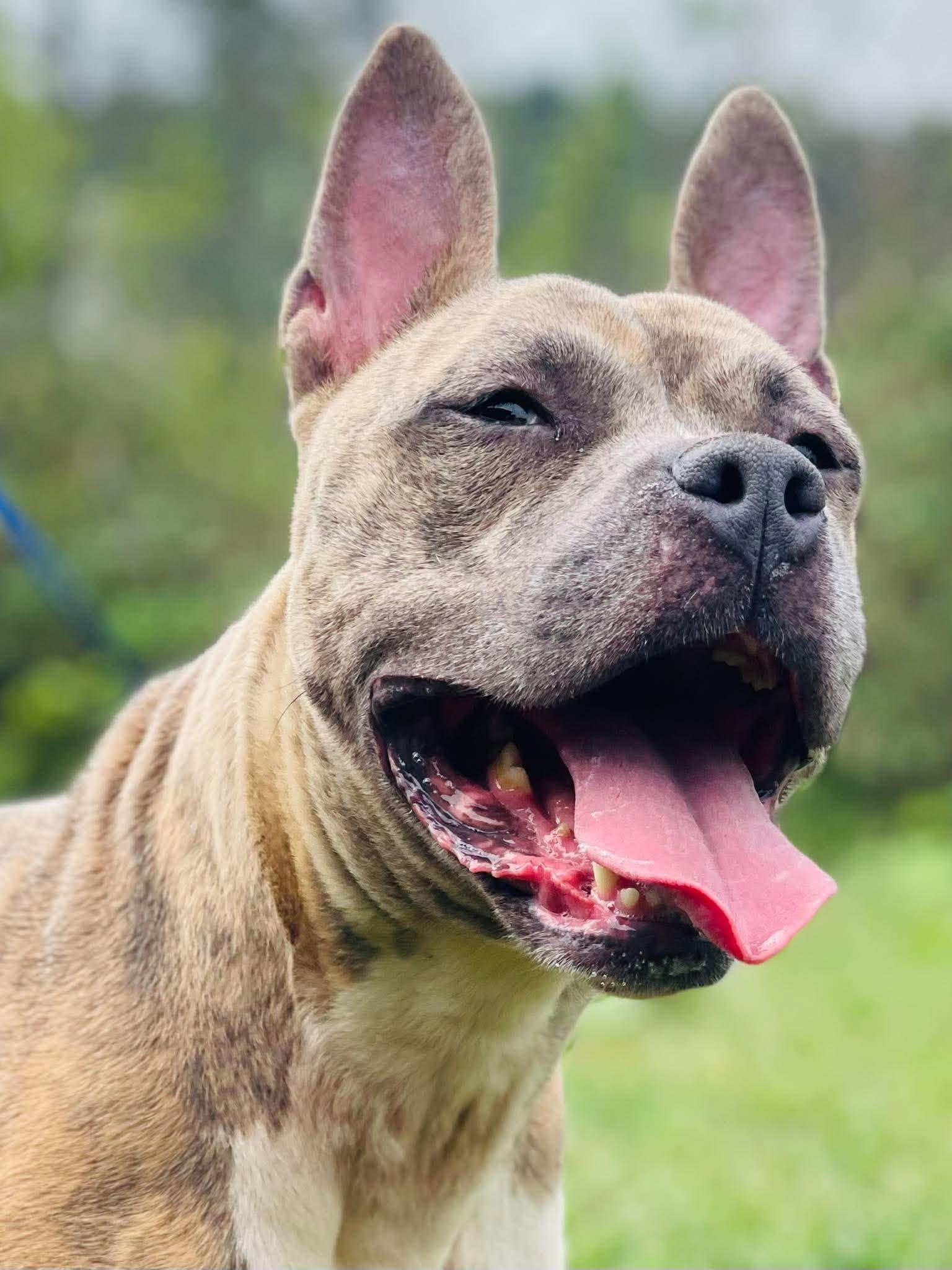 Enlarge AC-5149 "Pearl", a Adoptable mixed breed in Conyers, GA image 2/3