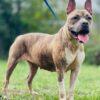Enlarge AC-5149 "Pearl", a Adoptable mixed breed in Conyers, GA image 3/3