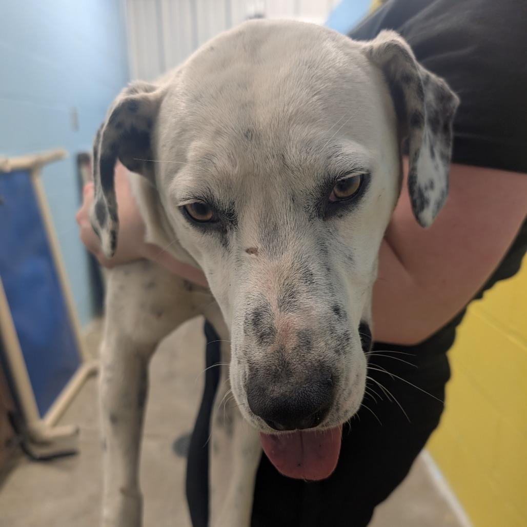 Nellie, Adoptable, Adult Female Mixed Breed.