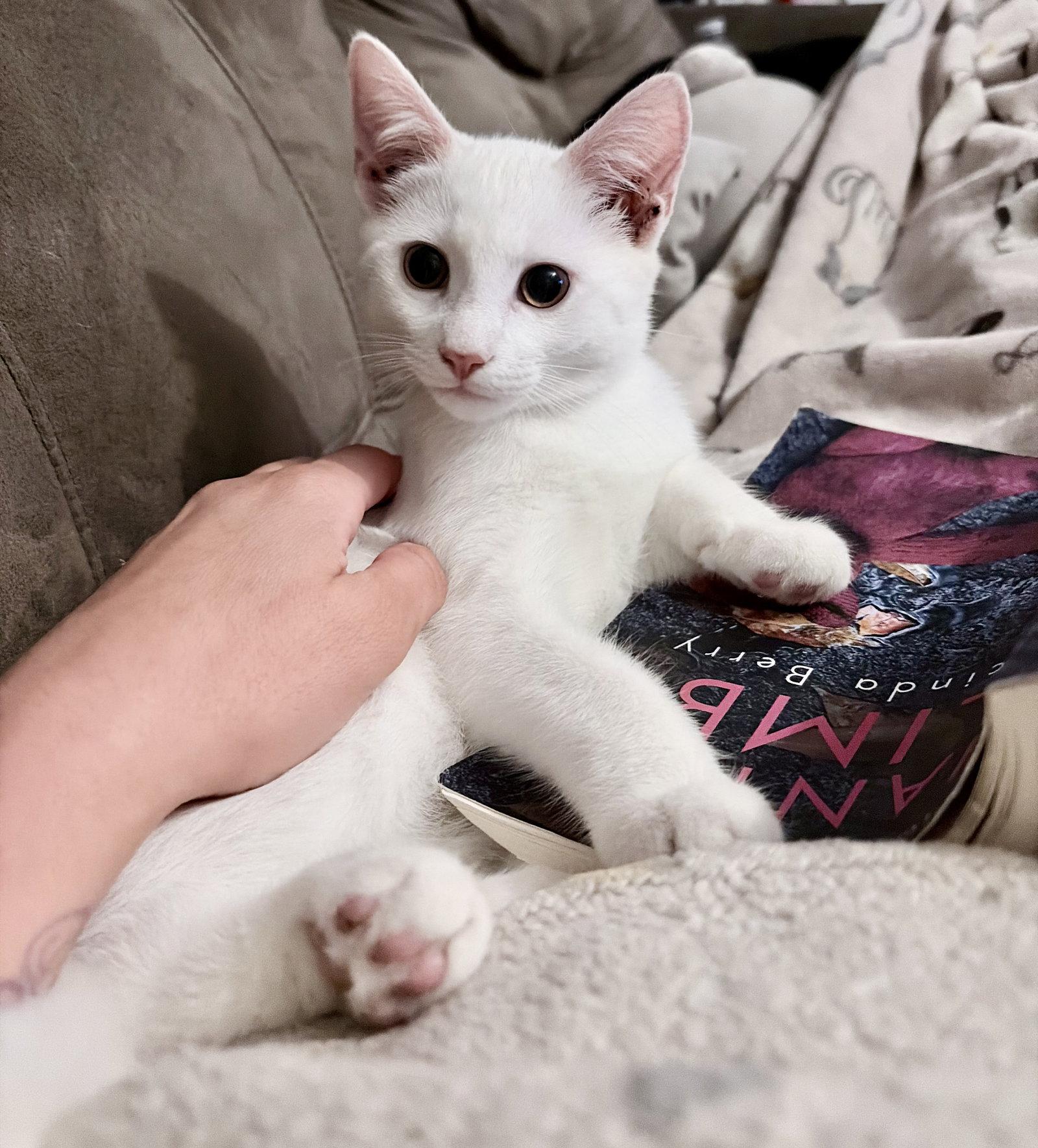 Blanche, Adopted, Kitten Male Domestic Medium Hair.