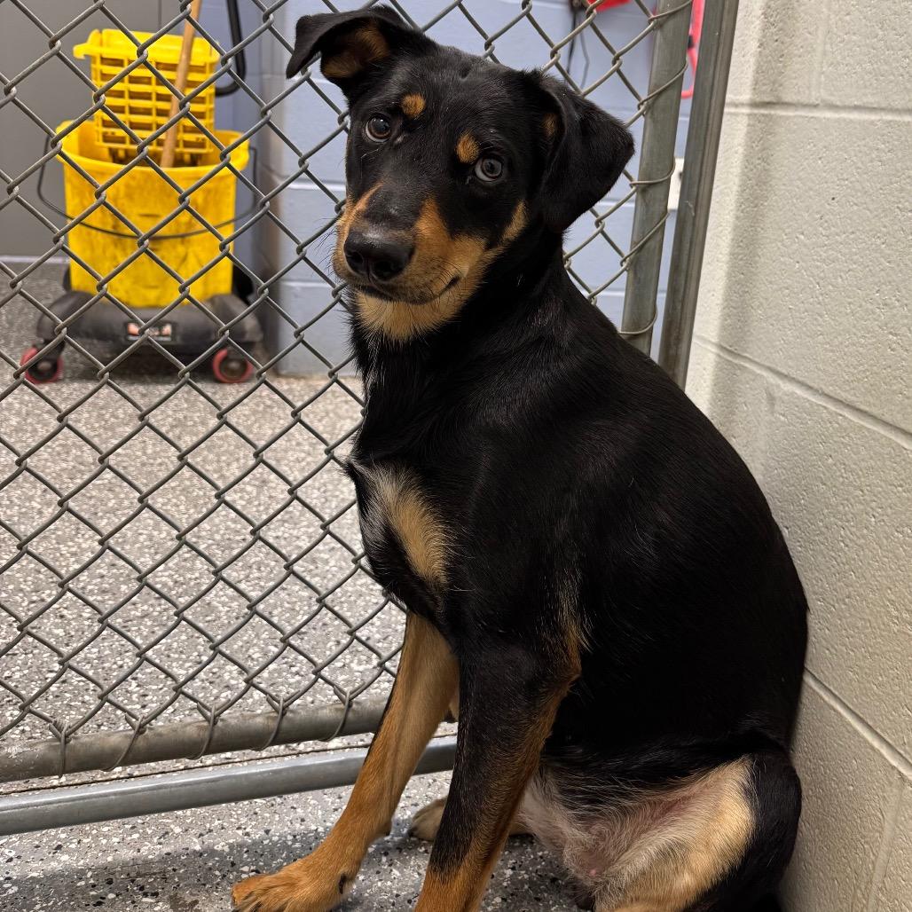 Wawa, Adoptable, Young Female Mixed Breed.