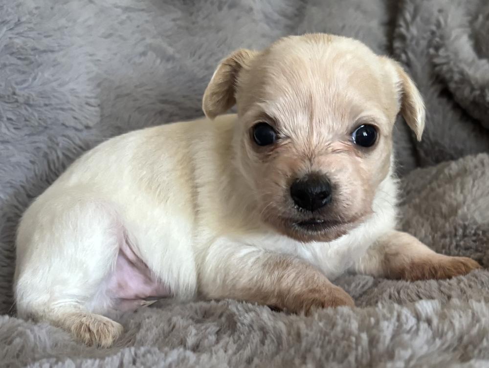 Hogwarts:  Hagrid, Adoptable, Puppy Male Chihuahua & Wheaten Terrier.