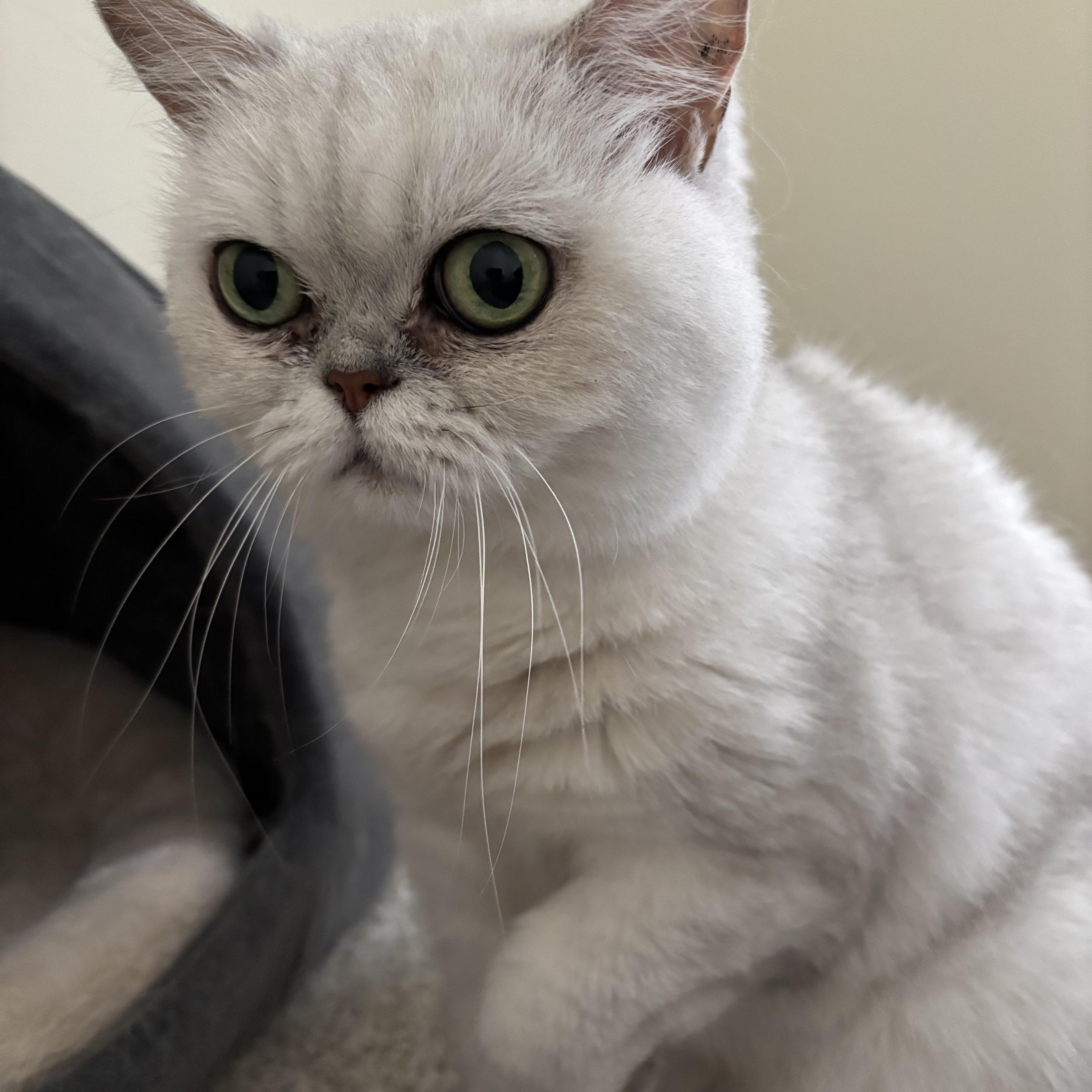 Enlarge Bella Marie, a Adopted Exotic Shorthair in Palm Coast, FL image 1/2