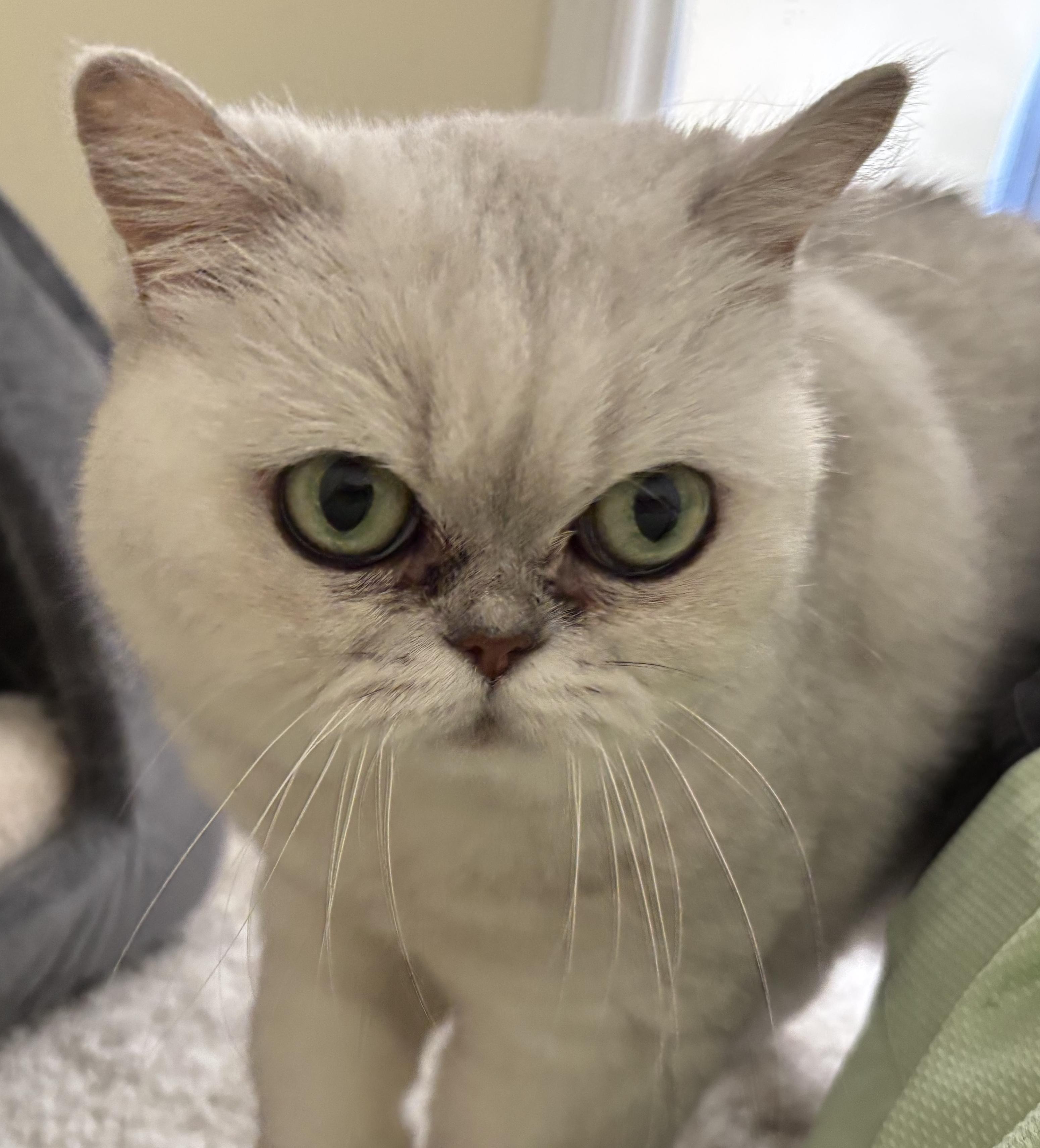 Enlarge Bella Marie, a Adopted Exotic Shorthair in Palm Coast, FL image 2/2