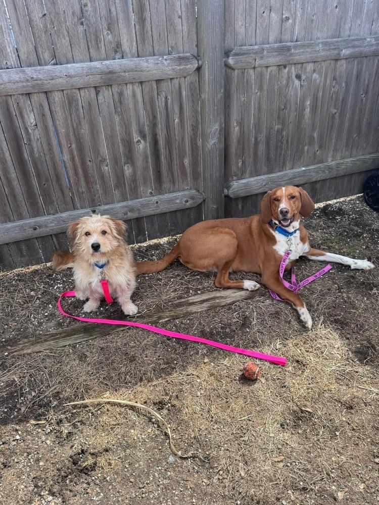 Bob Bruiser, Adoptable, Adult Male Wheaten Terrier & Basset Hound.