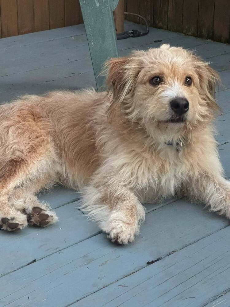 Bob Bruiser, a Adoptable mixed breed in Saugus, MA image 3/6