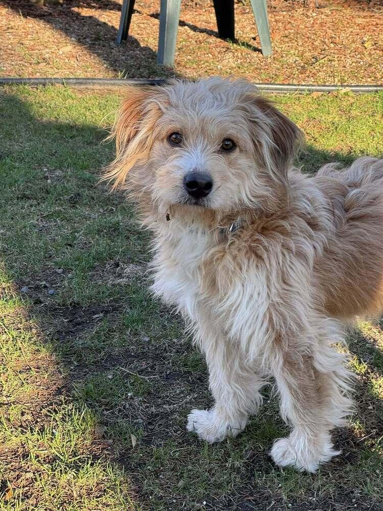 Bob Bruiser, a Adoptable mixed breed in Saugus, MA image 4/6