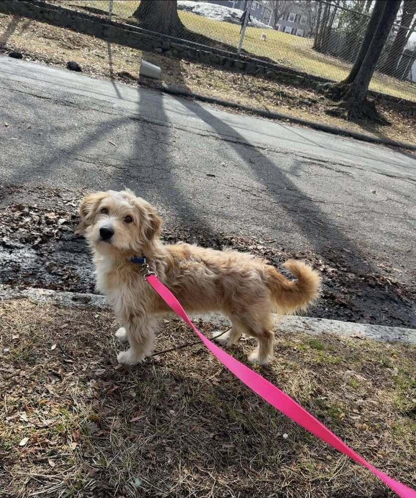 Bob Bruiser, a Adoptable mixed breed in Saugus, MA image 5/6