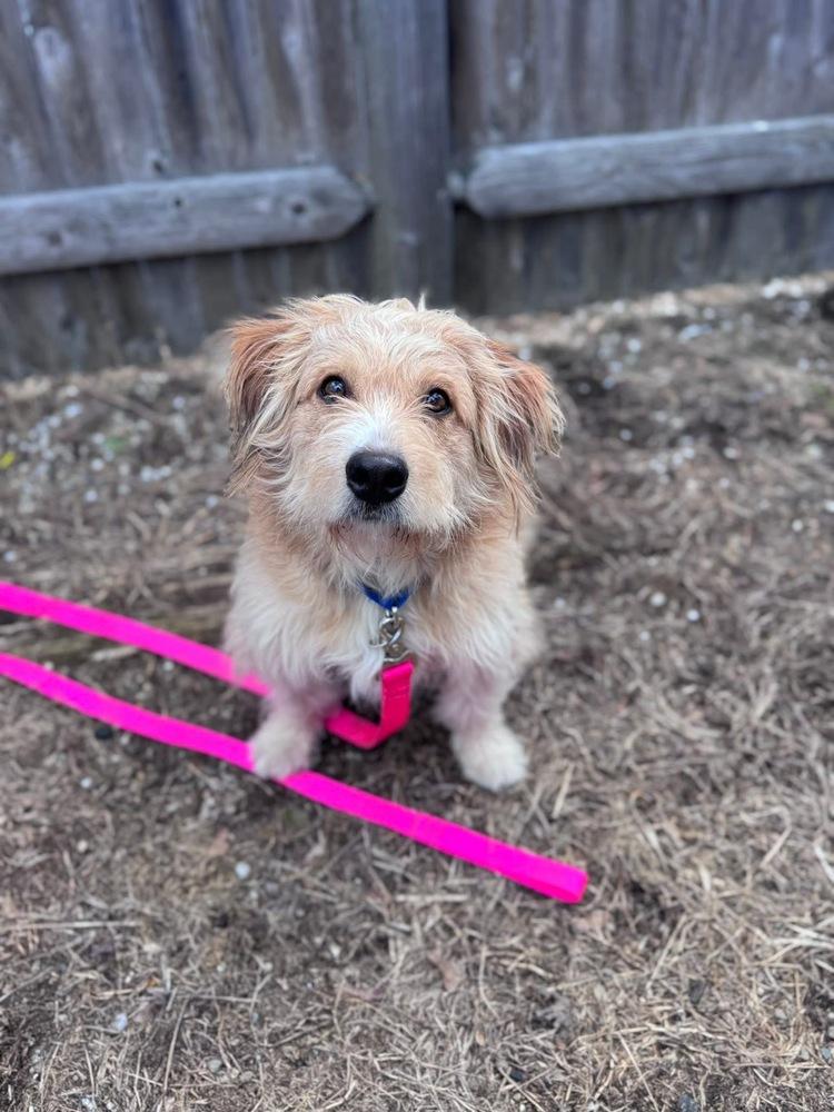 Bob Bruiser, a Adoptable mixed breed in Saugus, MA image 6/6
