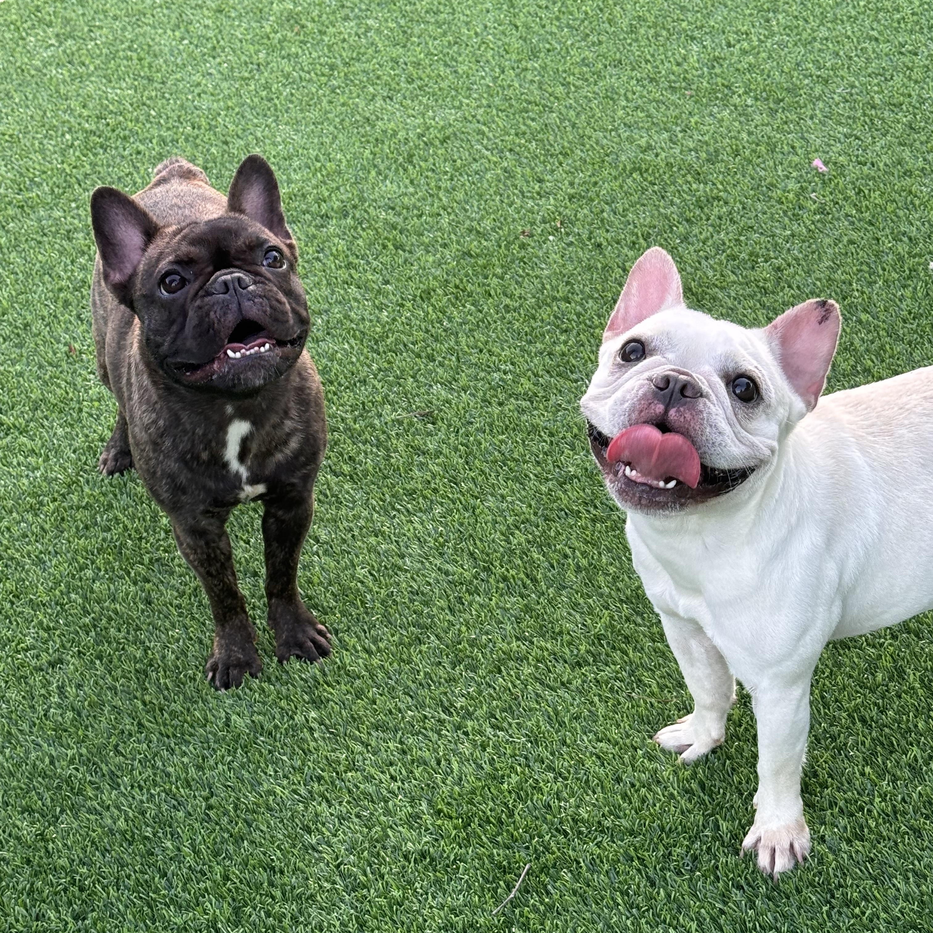 Enlarge Coco, a Adoptable French Bulldog in Pompano Beach, FL image 3/3
