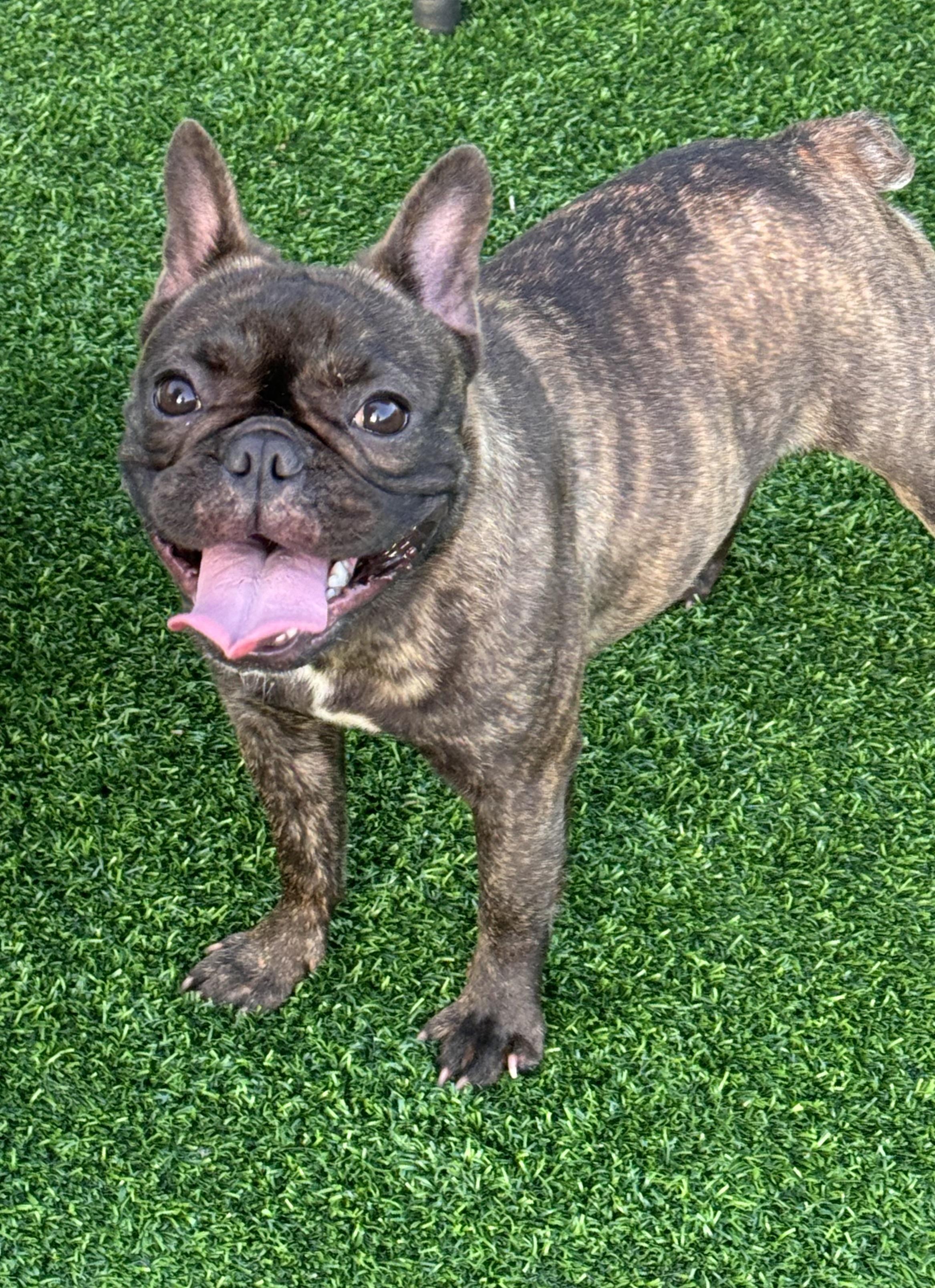 Enlarge Coco, a Adoptable French Bulldog in Pompano Beach, FL image 2/3