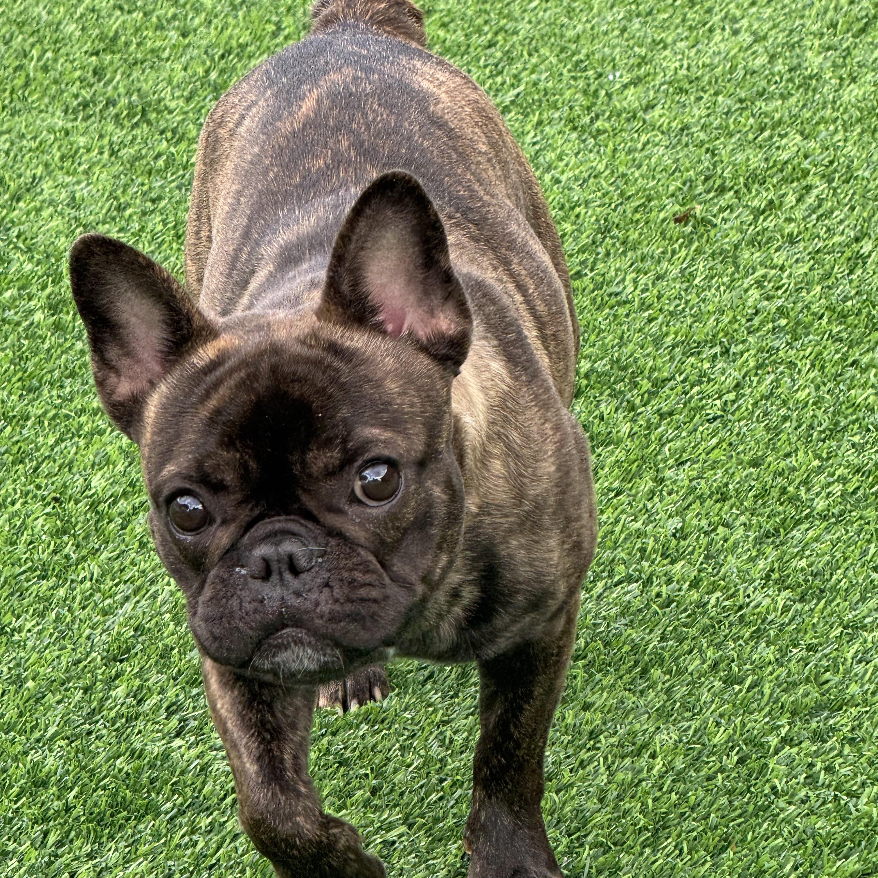 Coco, Young Female French Bulldog
