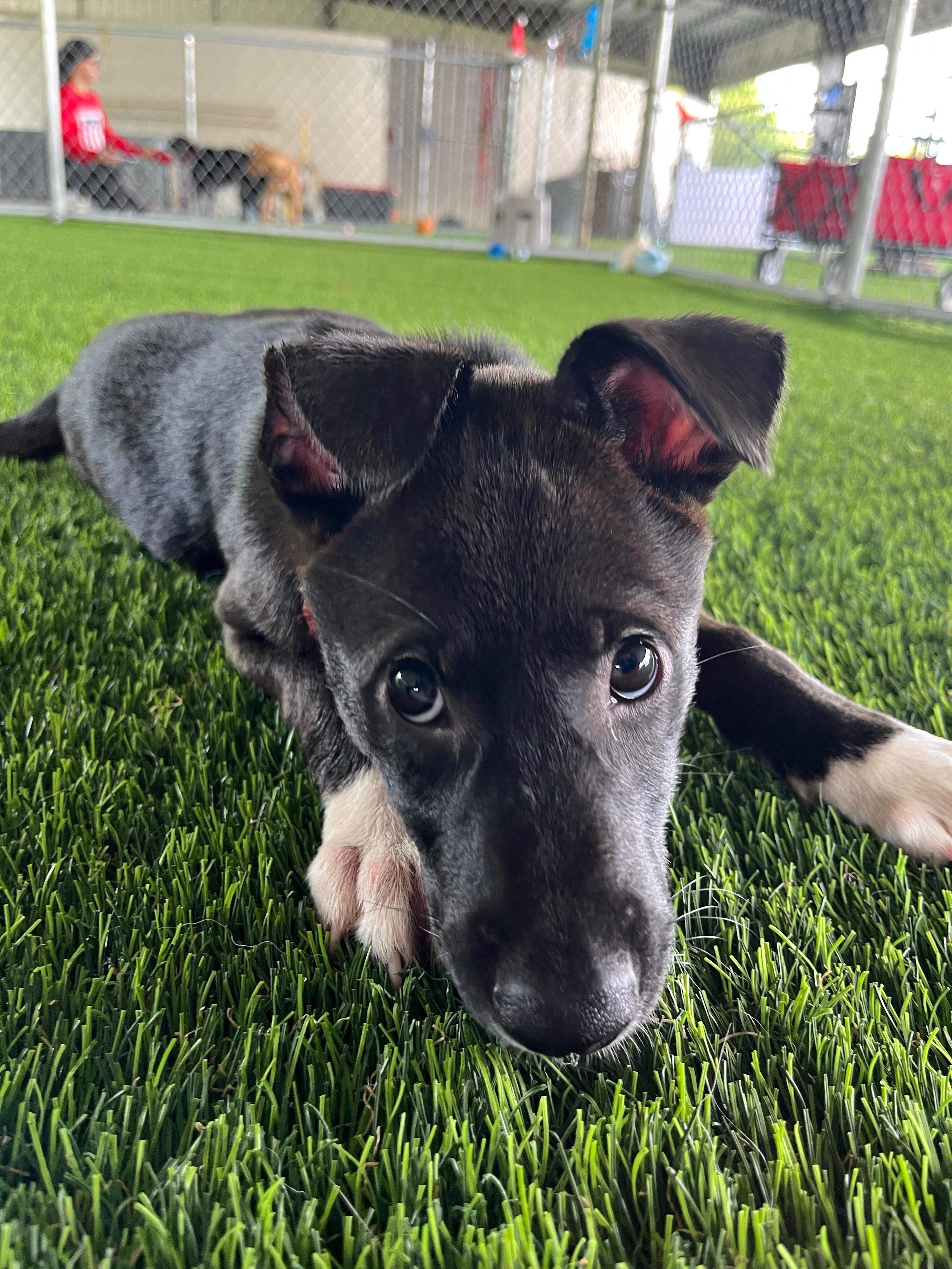 Enlarge Kiva, an adopted mixed breed in Morristown, NJ image 1/4