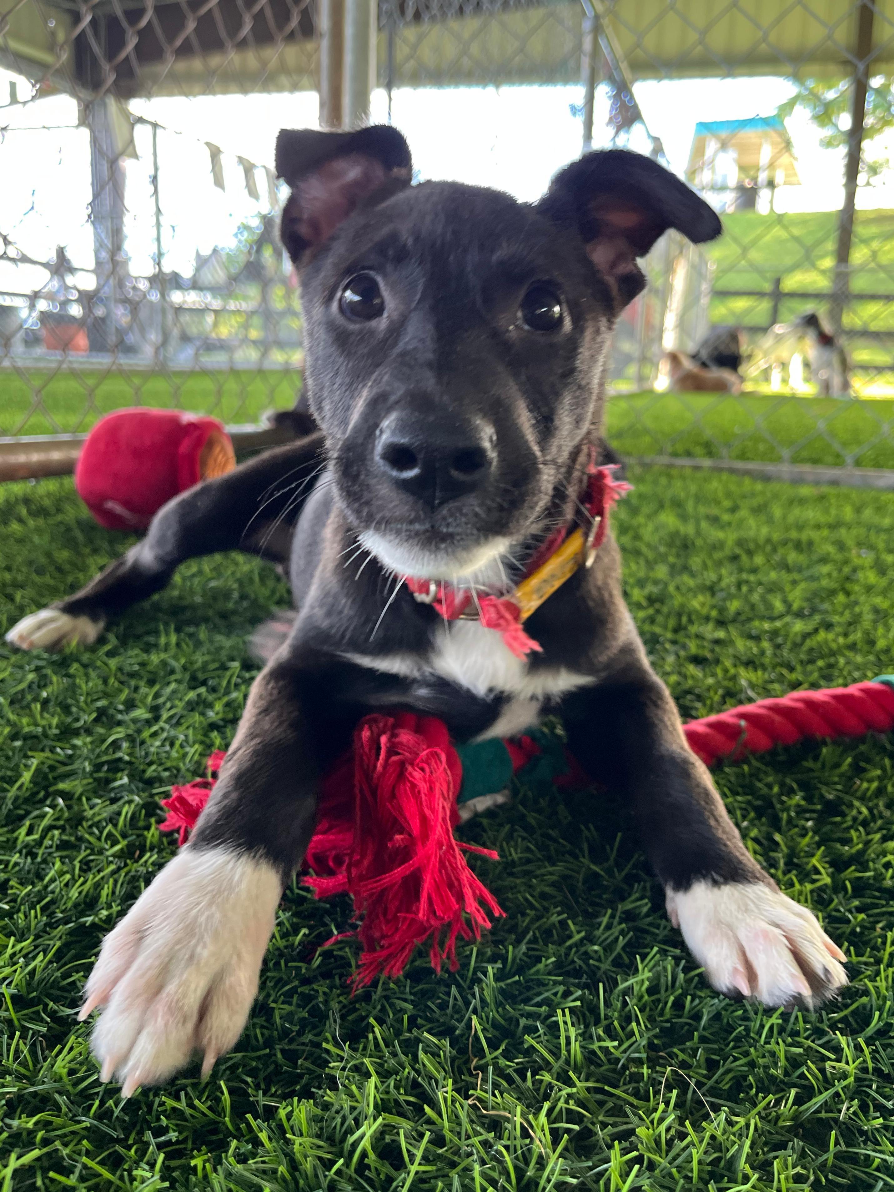 Enlarge Kiva, an adopted mixed breed in Morristown, NJ image 4/4