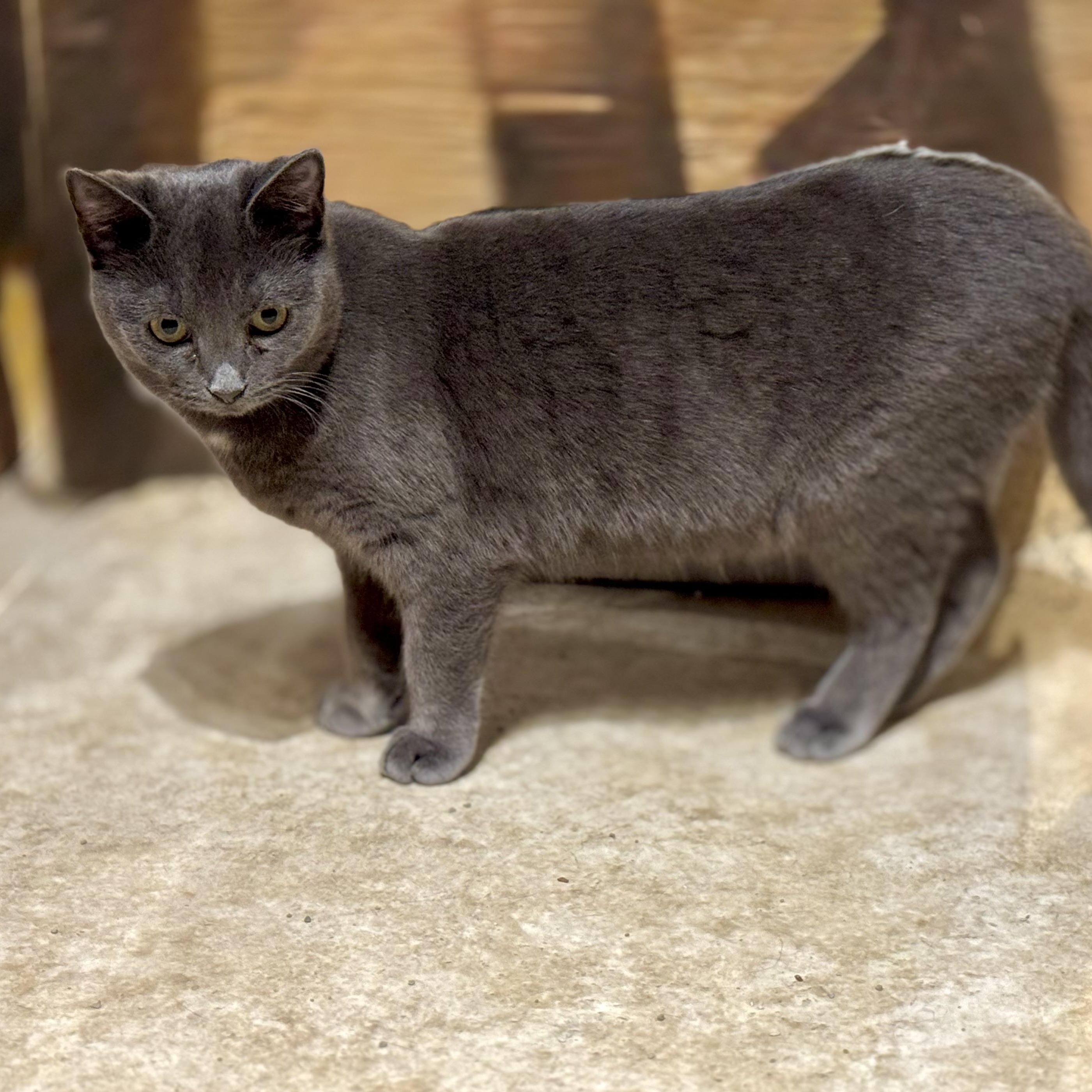 Enlarge Crystal, a Adoptable Domestic Short Hair in North Tonawanda, NY image 5/6