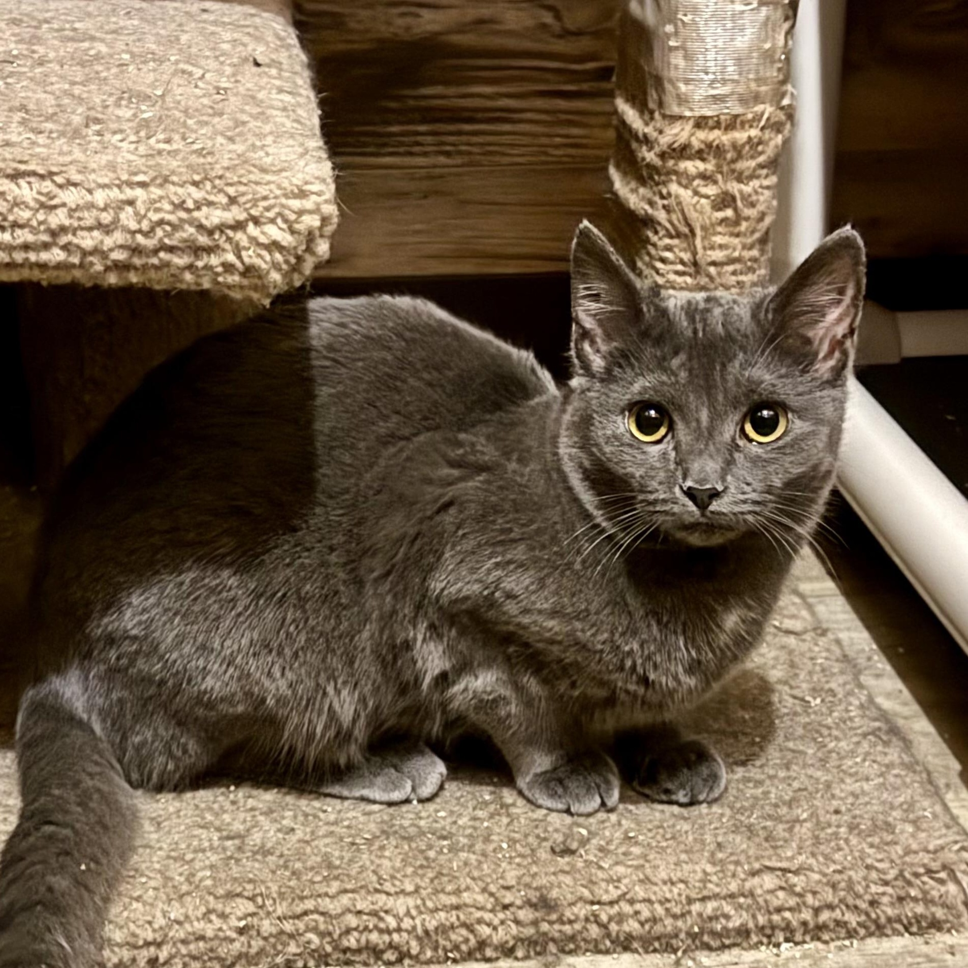 Enlarge Crystal, a Adoptable Domestic Short Hair in North Tonawanda, NY image 2/6