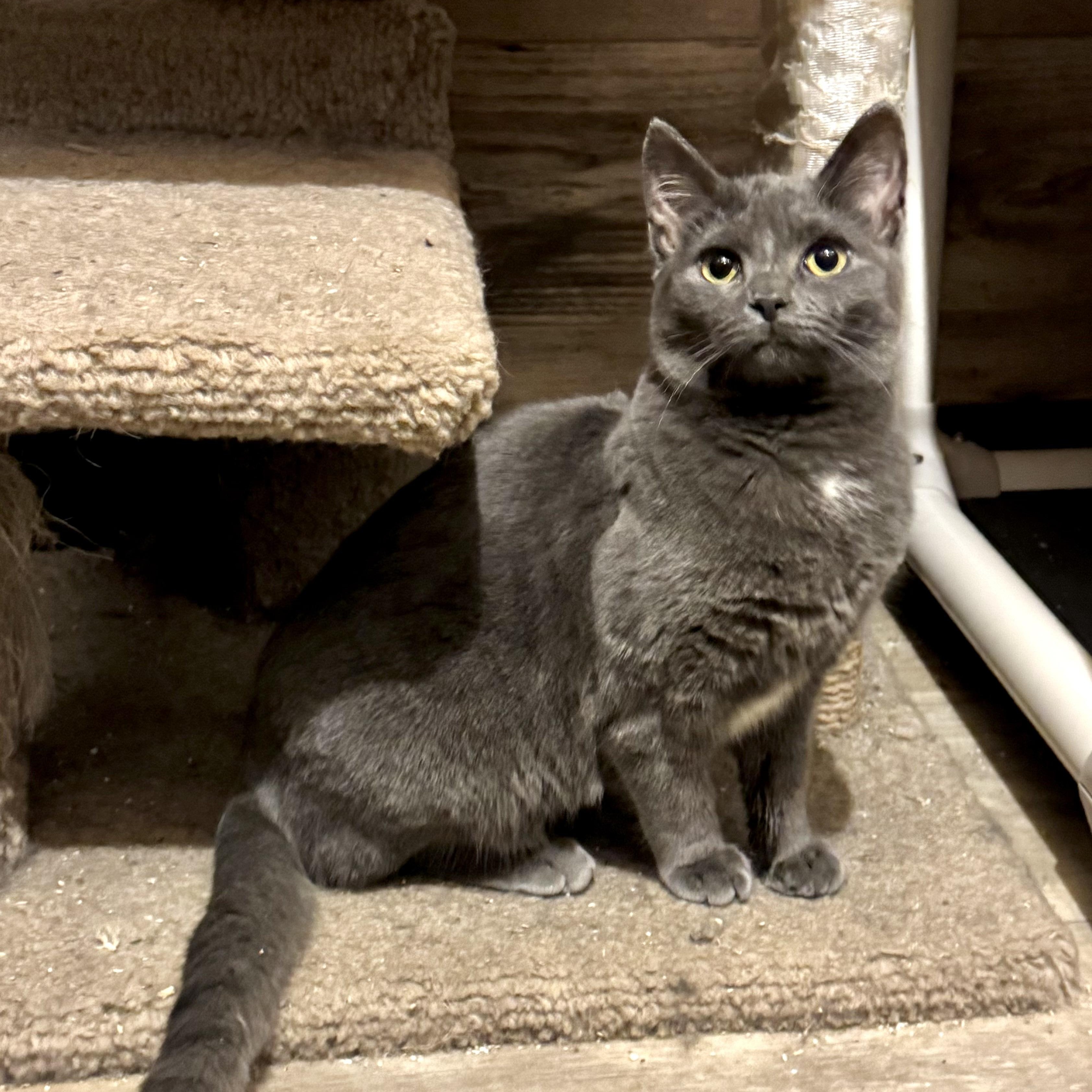 Enlarge Crystal, a Adoptable Domestic Short Hair in North Tonawanda, NY image 4/6