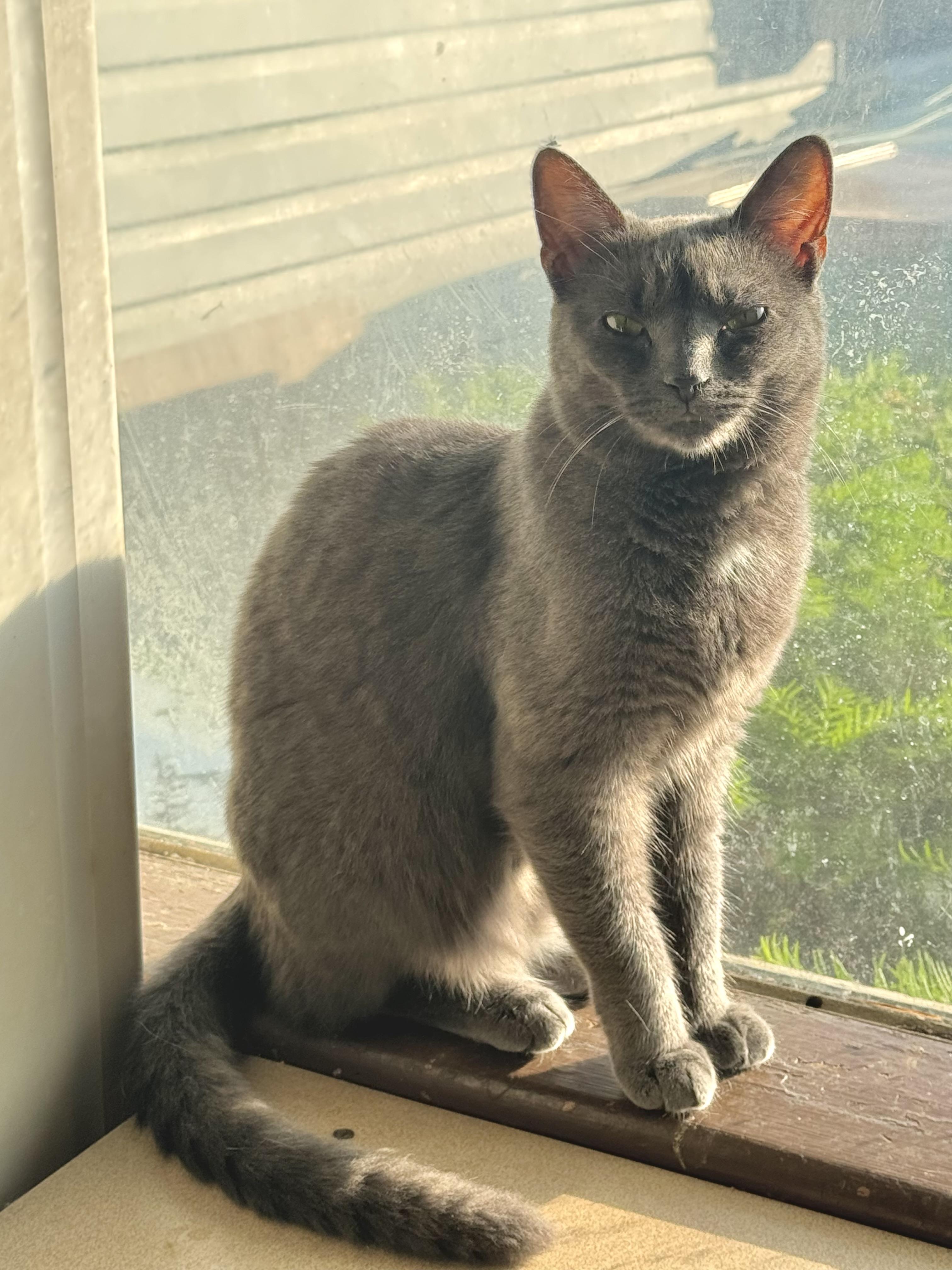 Crystal, Adoptable, Adult Female Domestic Short Hair.