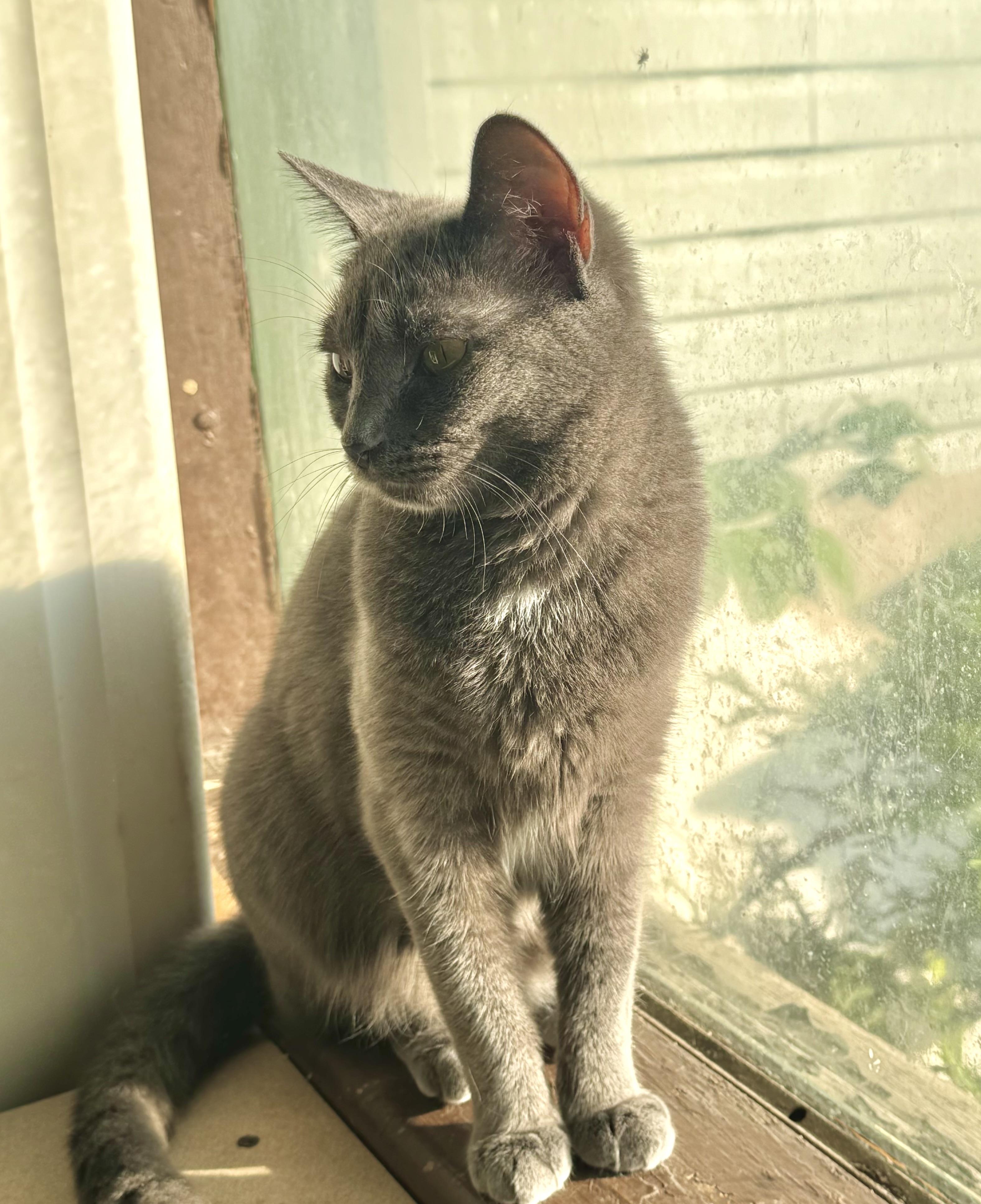 Crystal, a Adoptable Domestic Short Hair in North Tonawanda, NY image 2/6